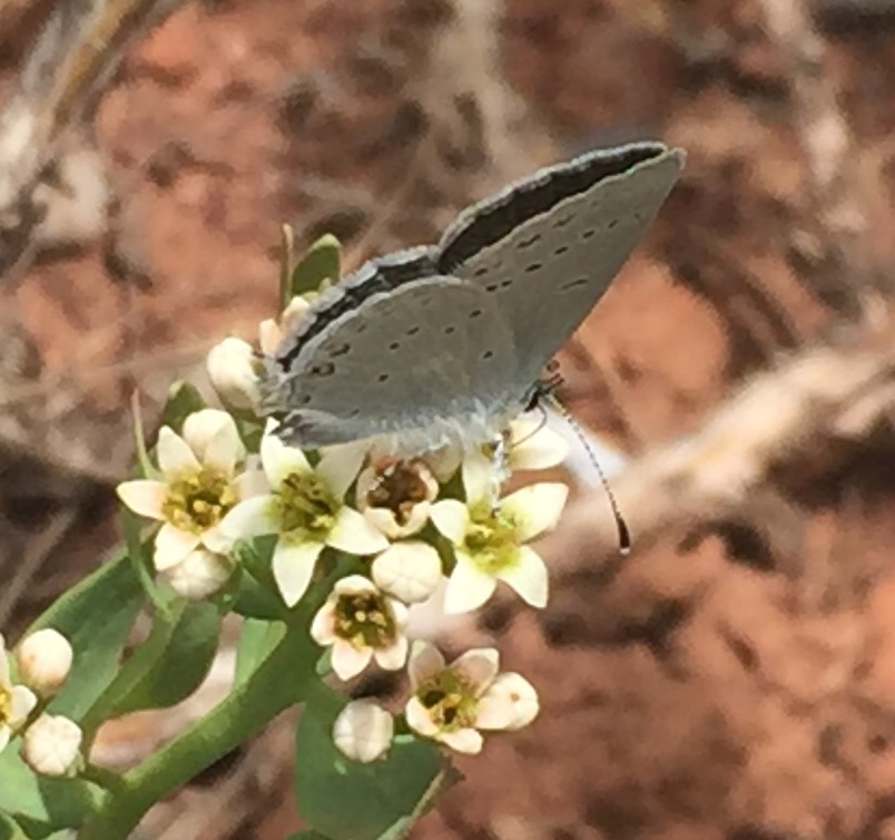 Western Tailed Blue Butterfly on spring flower