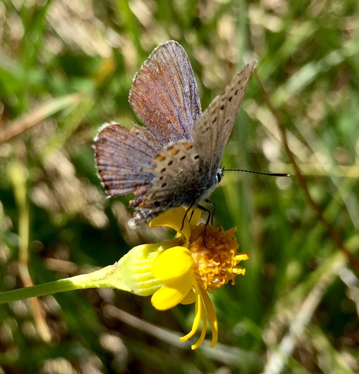 stunning western tailed blue butterfly