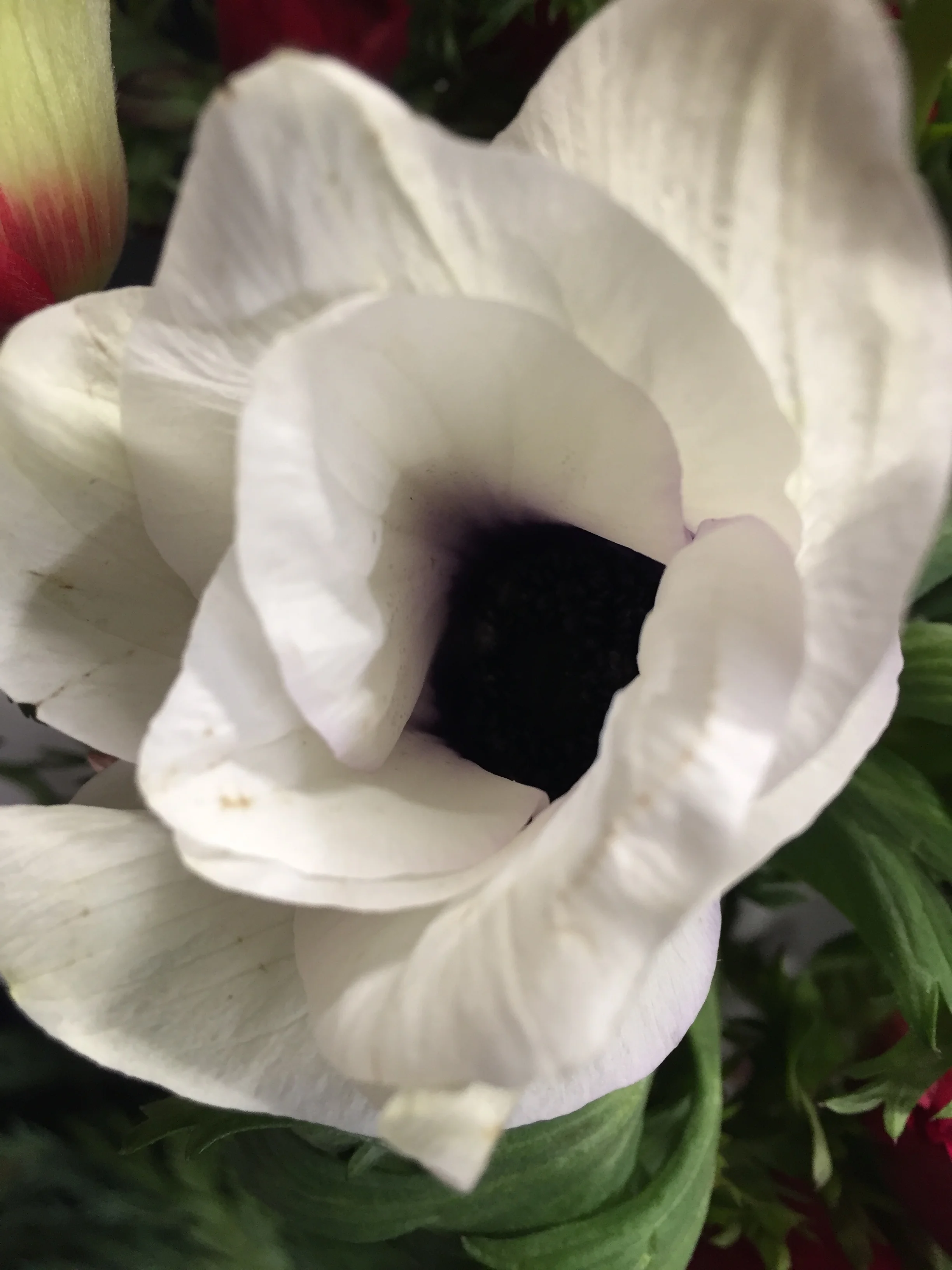 White Anemone