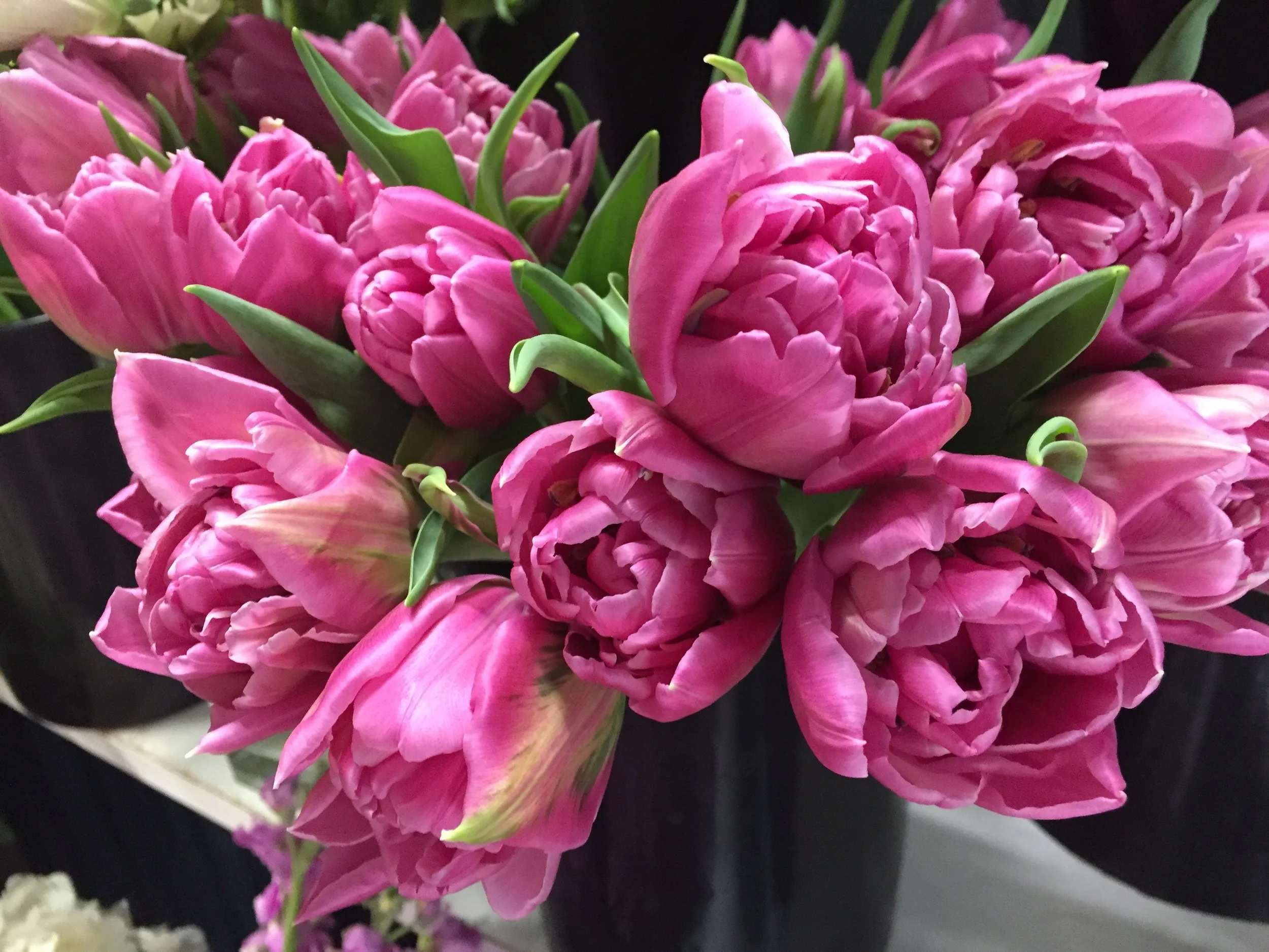 Pink Tulip