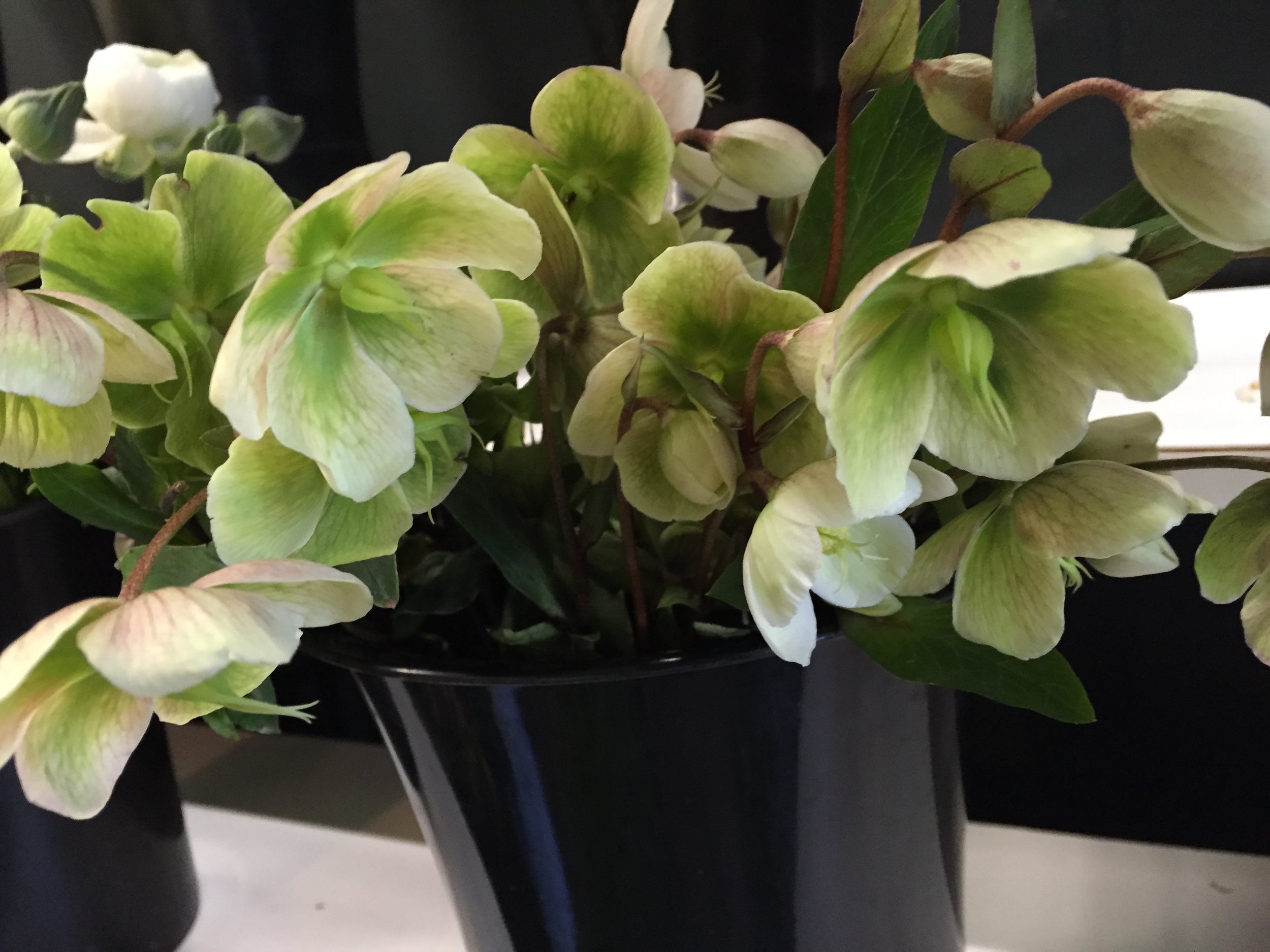 Hellebores