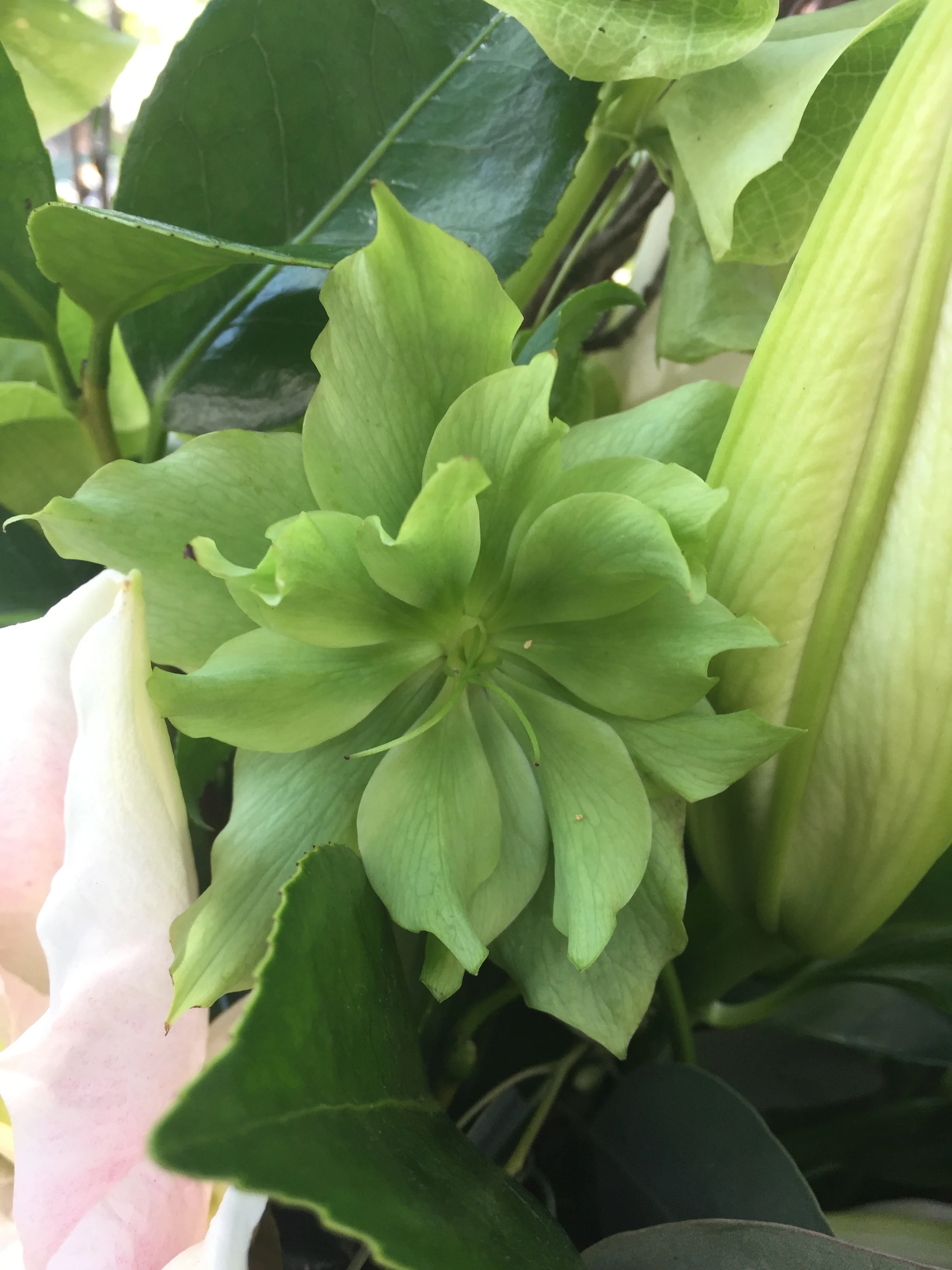 Hellebores