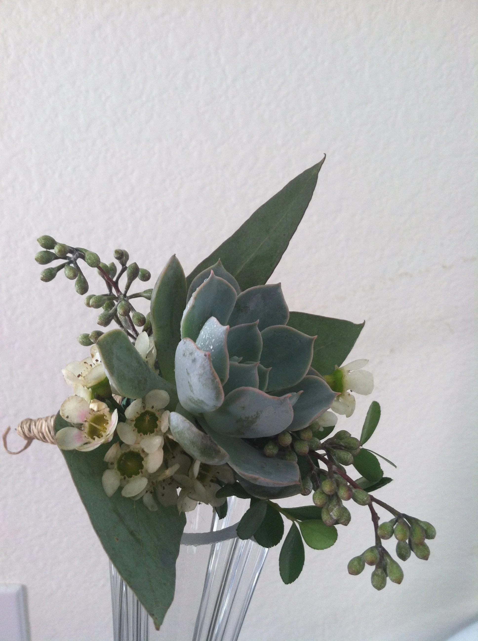 Succulent
