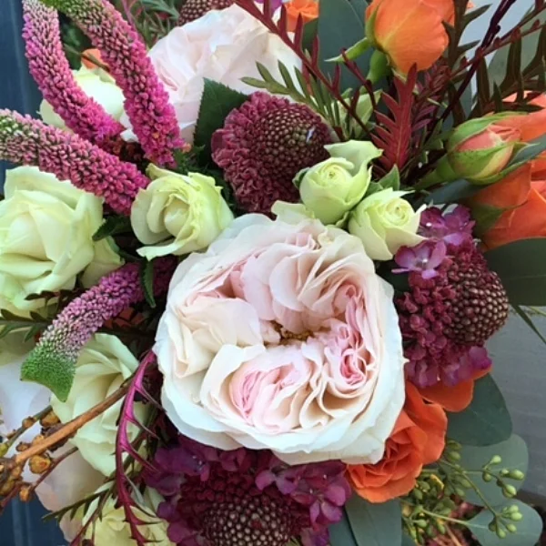 Pink Ranunculus