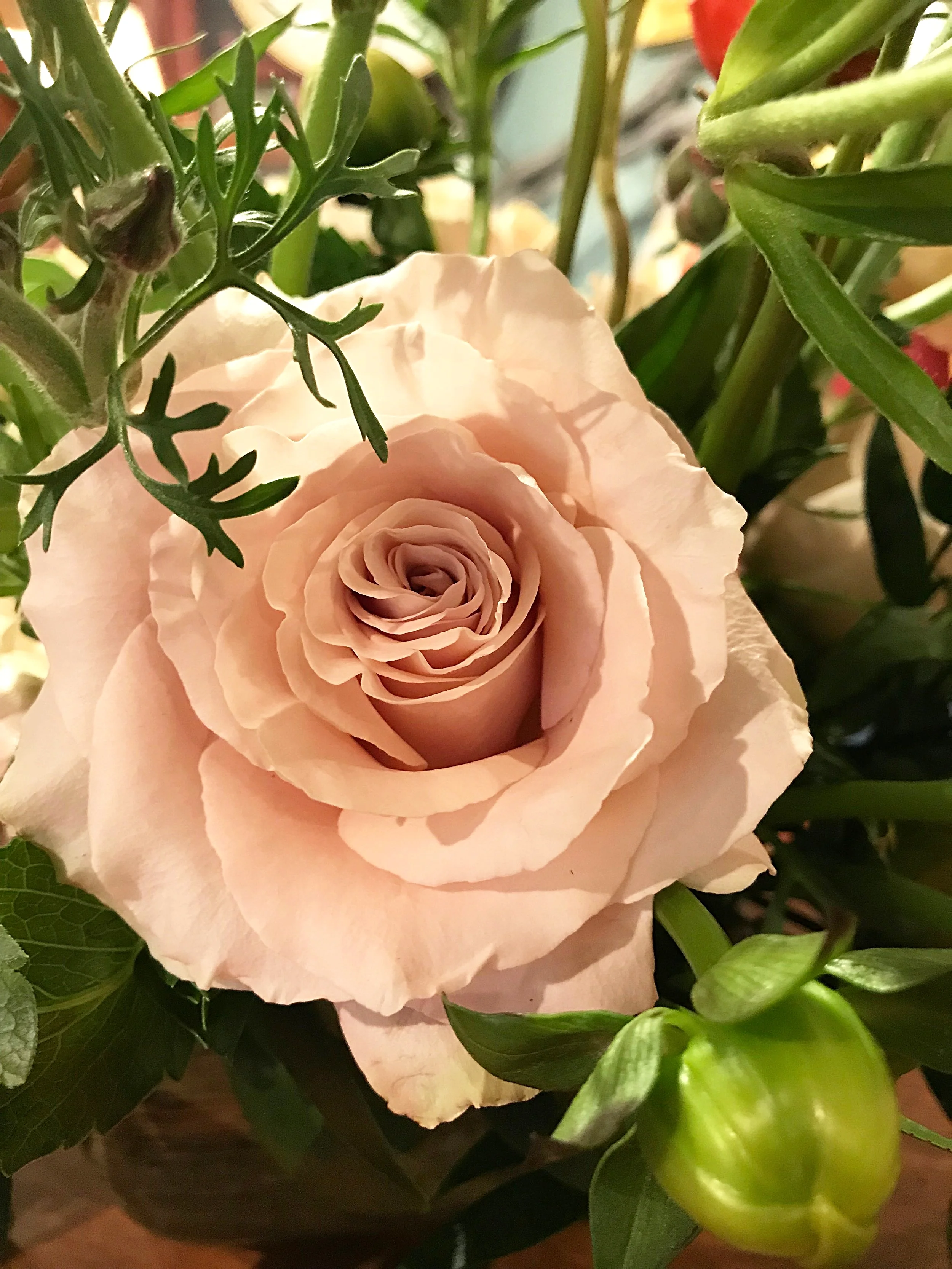 Caramel Roses
