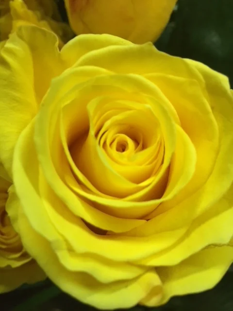 Yellow Rose