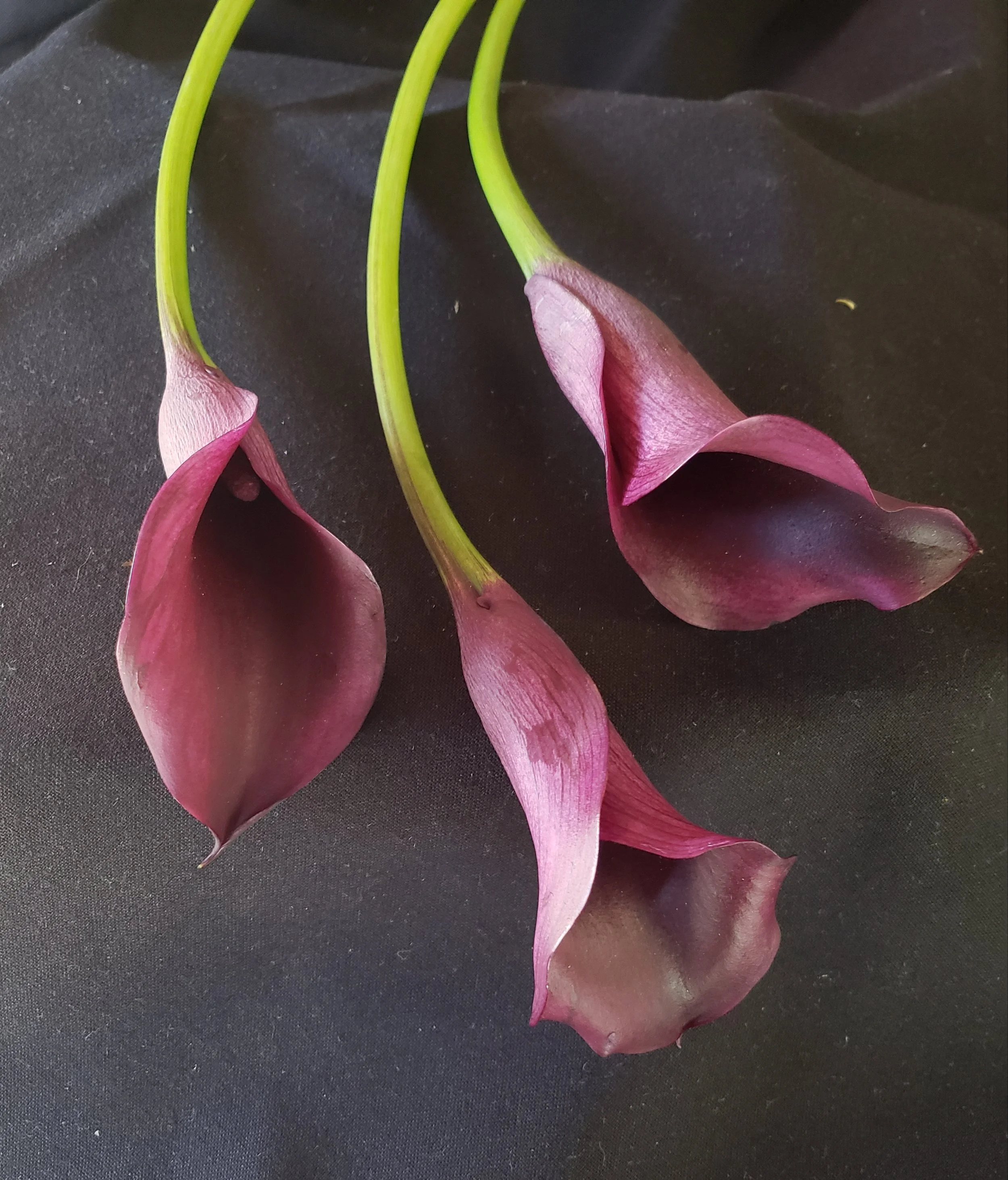 Deep Purple Mini Calla Lillies