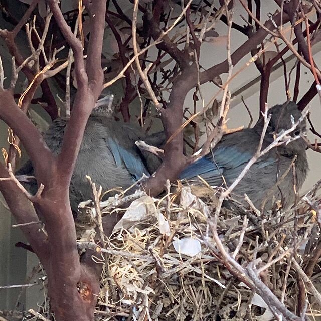 Just about ready to leave ..#stellarjay #love #nest #shopbirds #nature