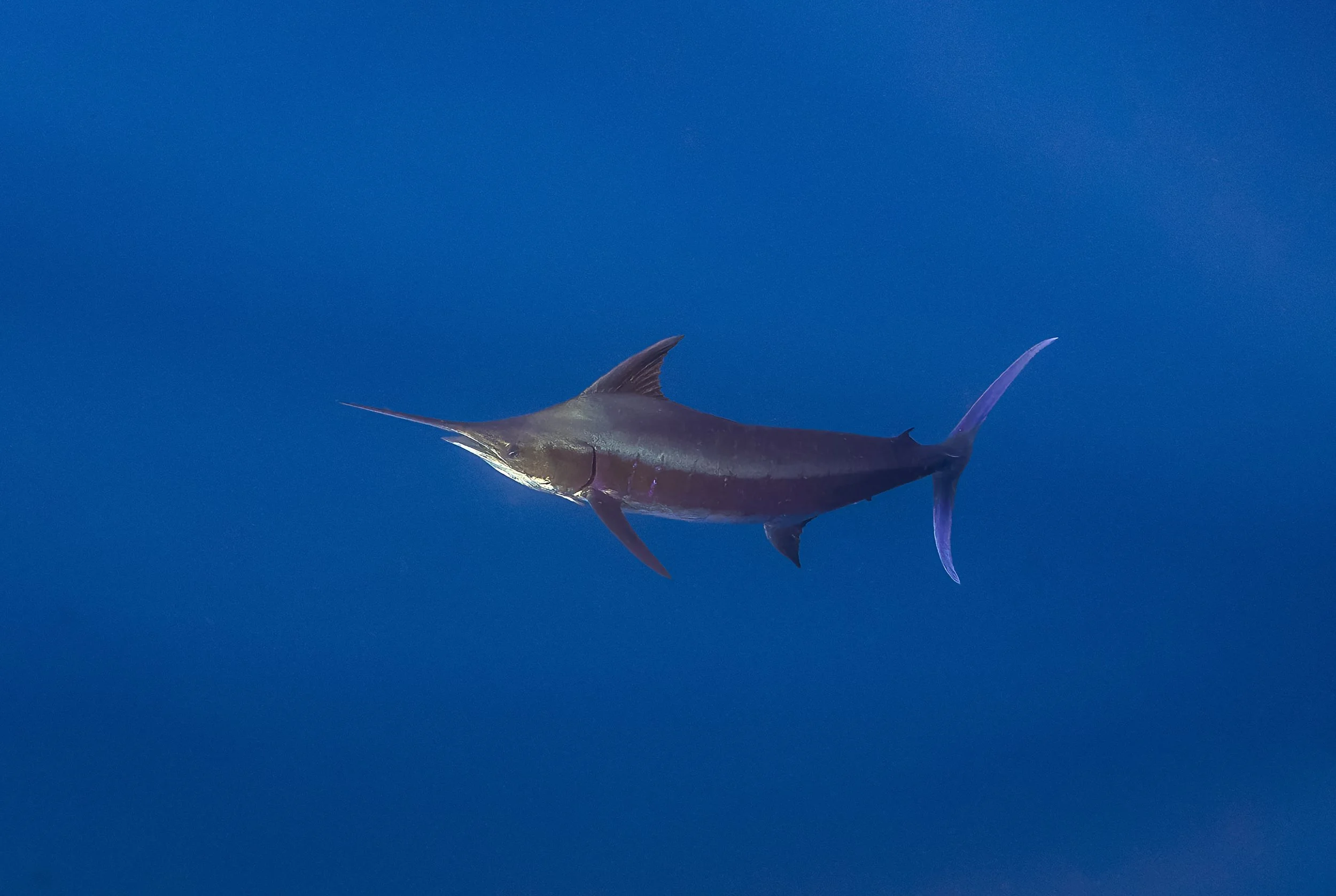 Wildlife Expeditions & Photography Adventures | SDM Adventures