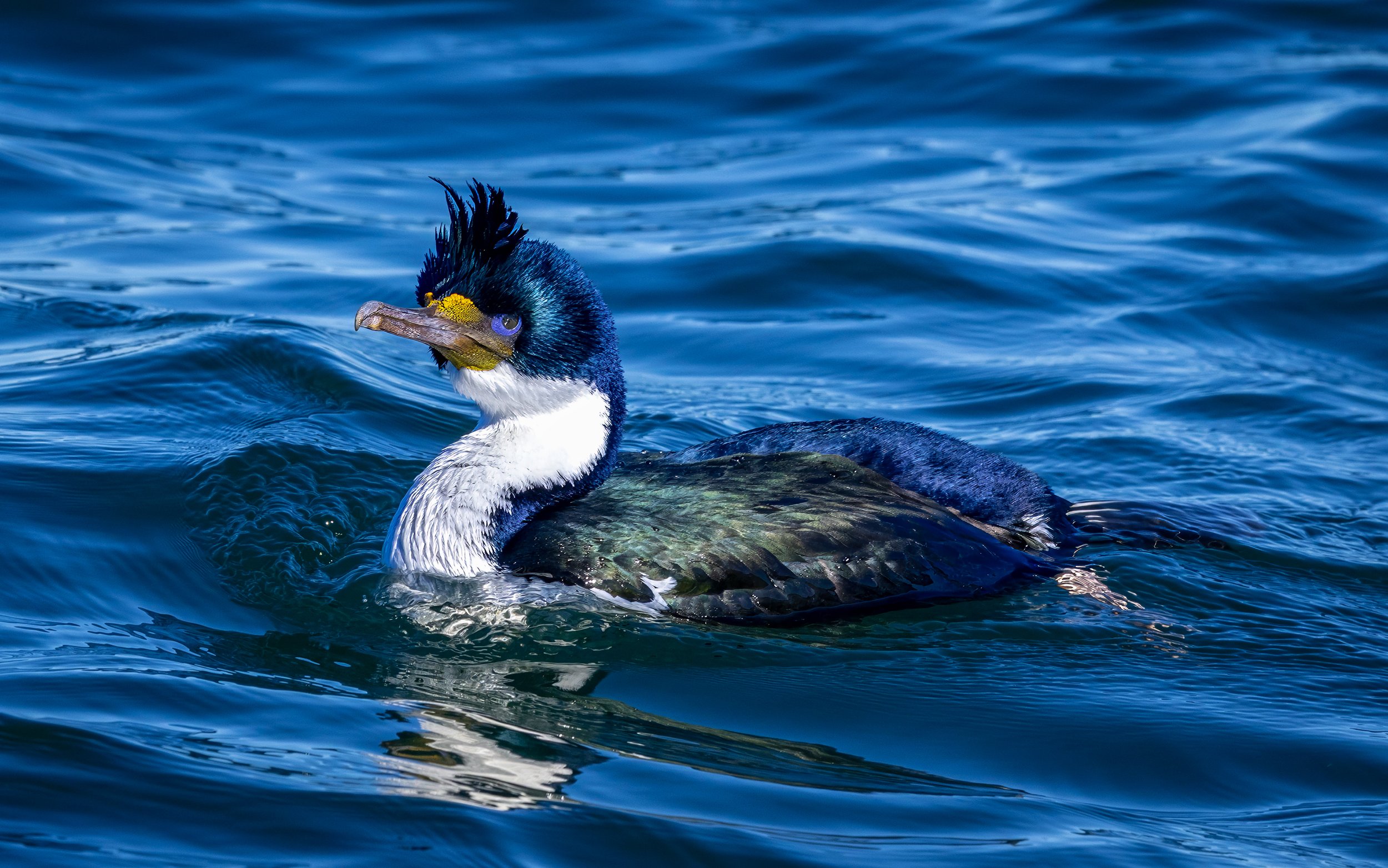 Imperial cormorant (Leucocarbo atriceps) photographed along the coast of Patagonia, Argentina.