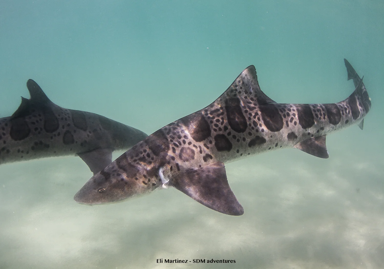 Such beautiful sharks. Each one has its own unique pattern and color. 