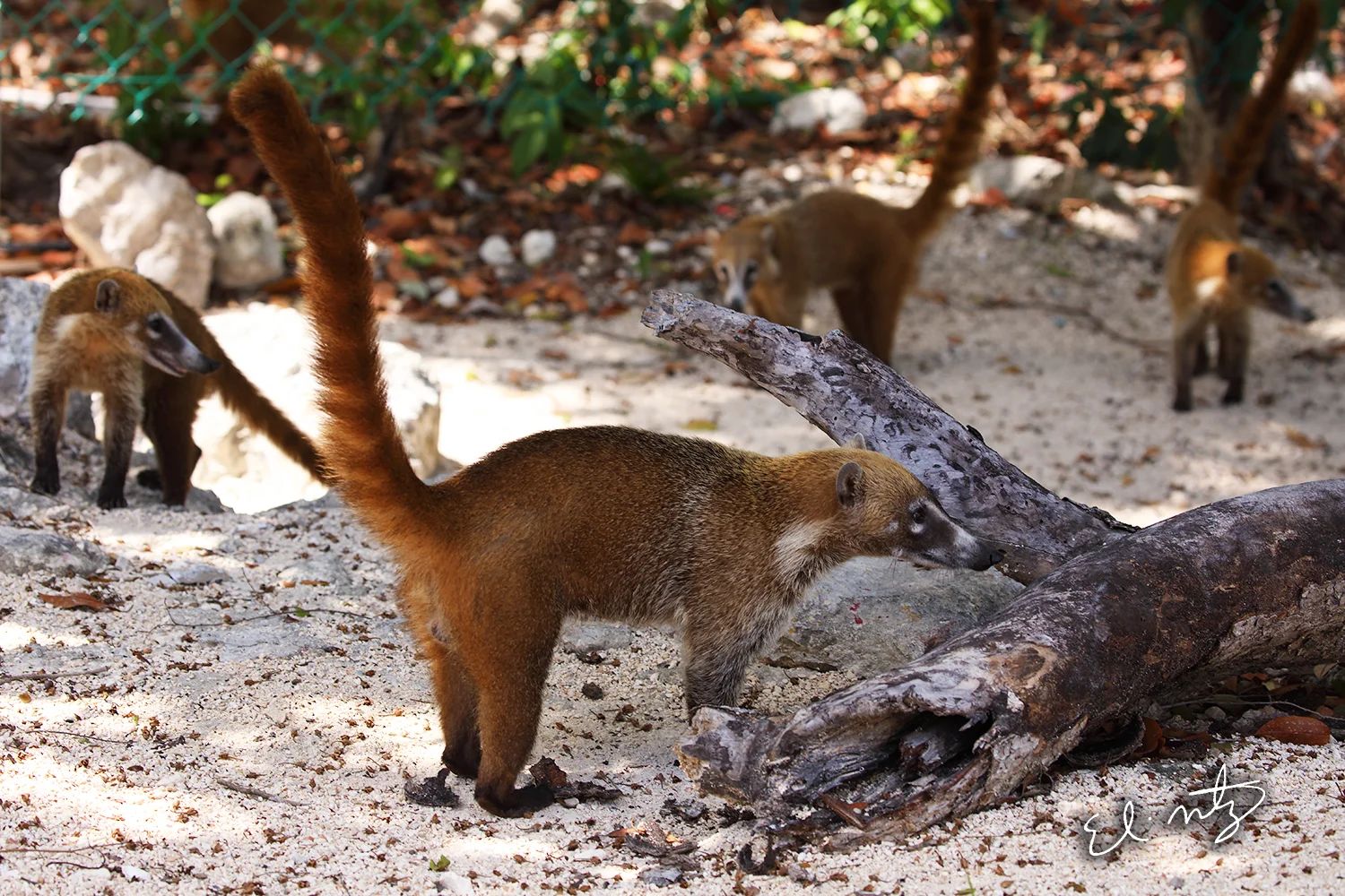 Coati