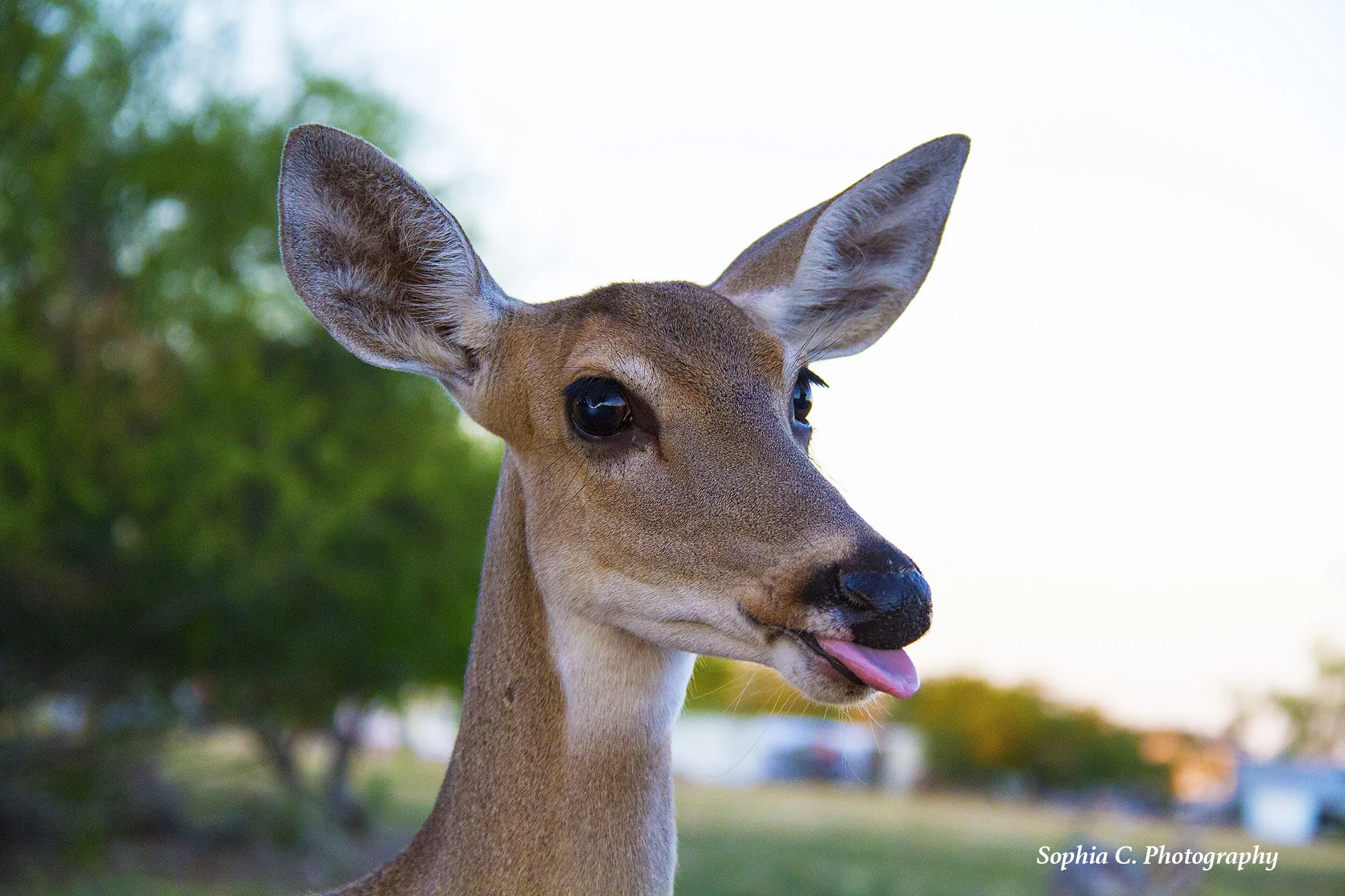 deer.jpg