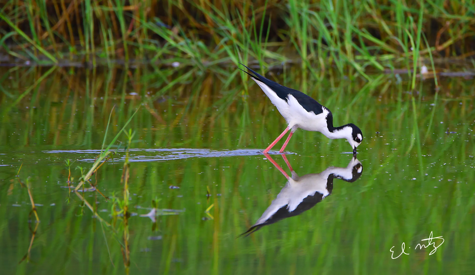 blak necked stilt.jpg
