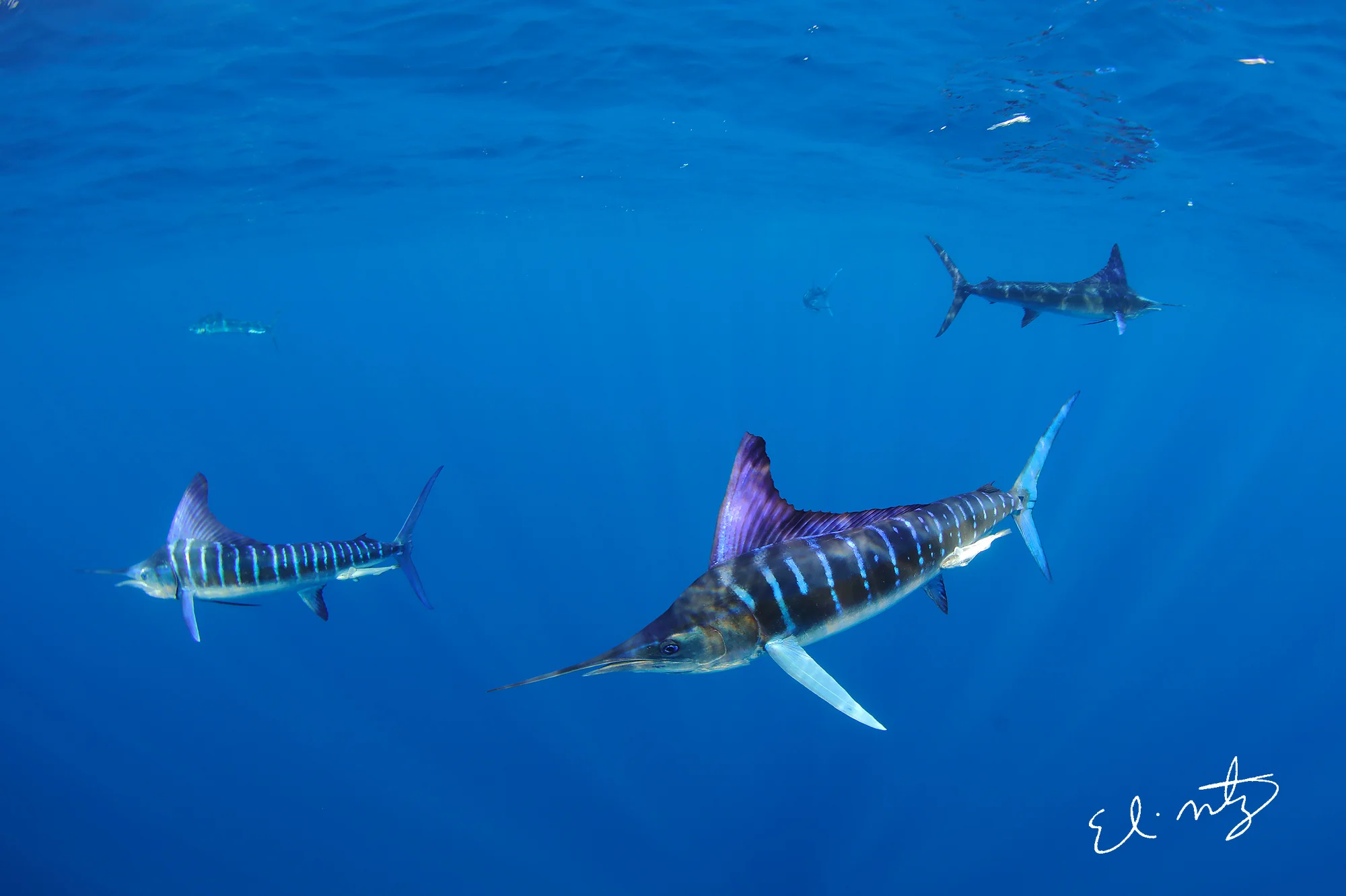 marlin.jpg