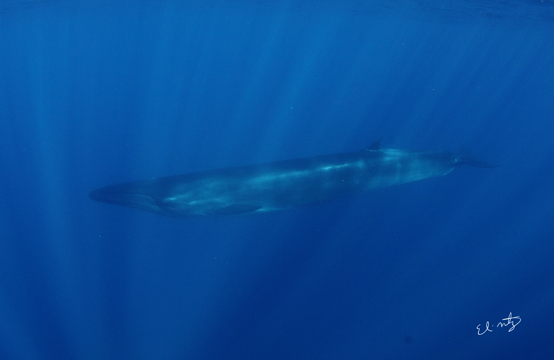 brydes whale.jpg