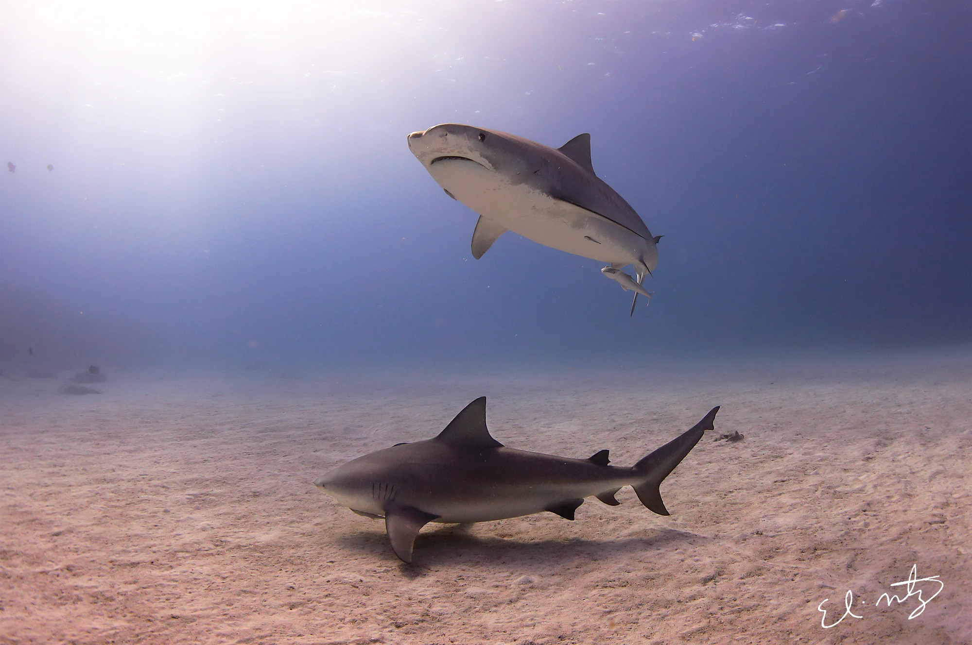 Jitterbug and a bull shark
