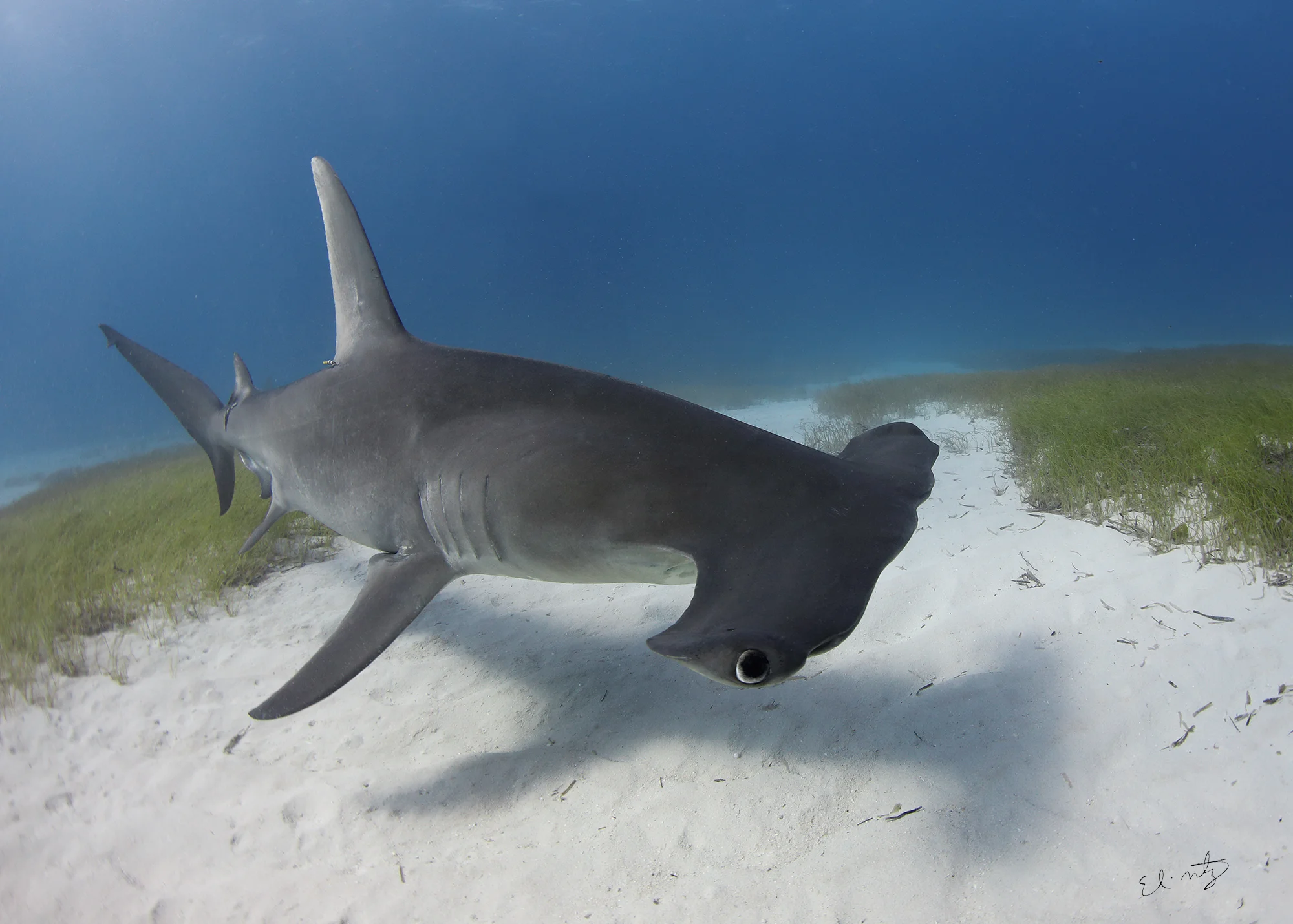 Patches the great hammerhead