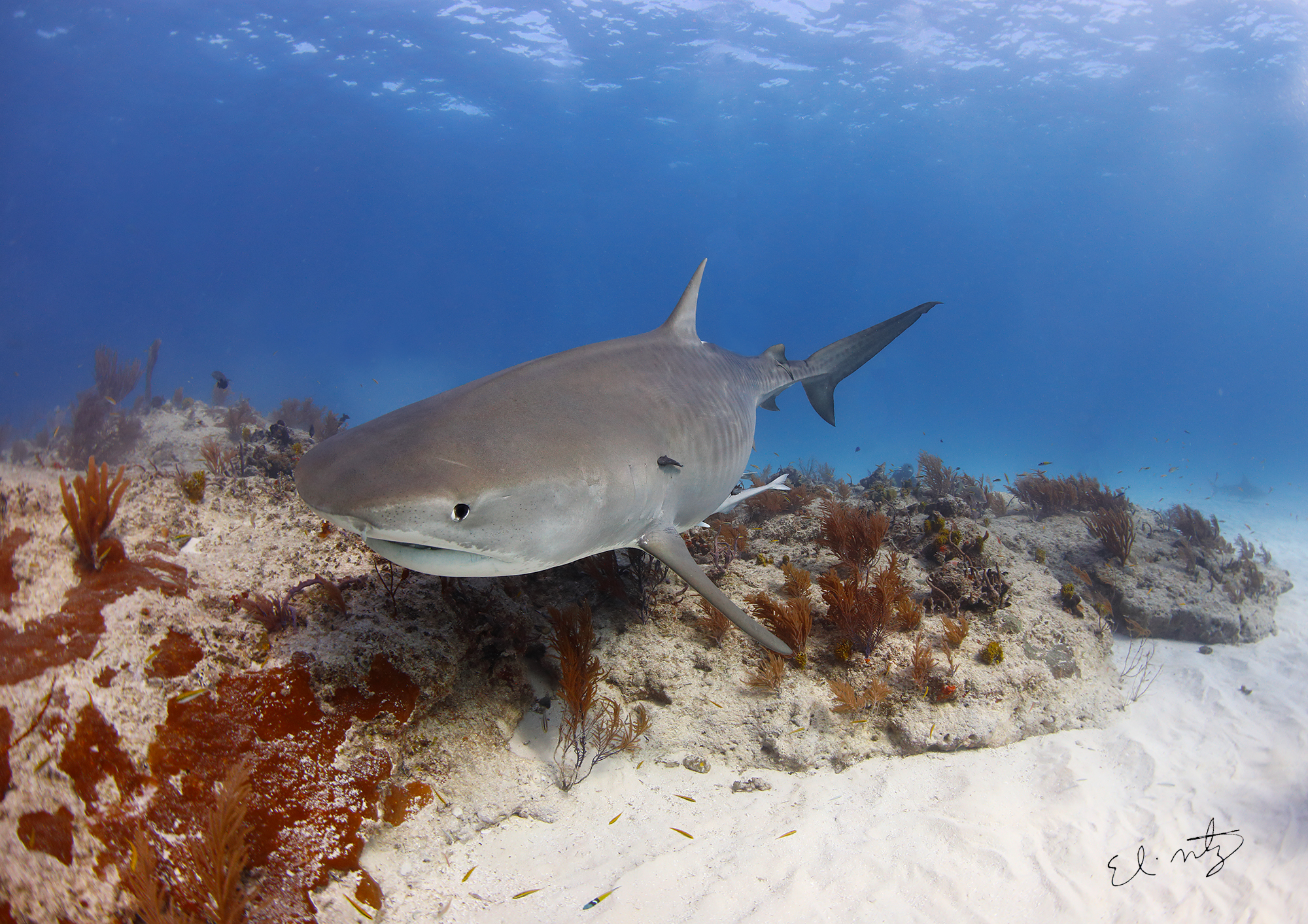 tiger beach diving 9.jpg