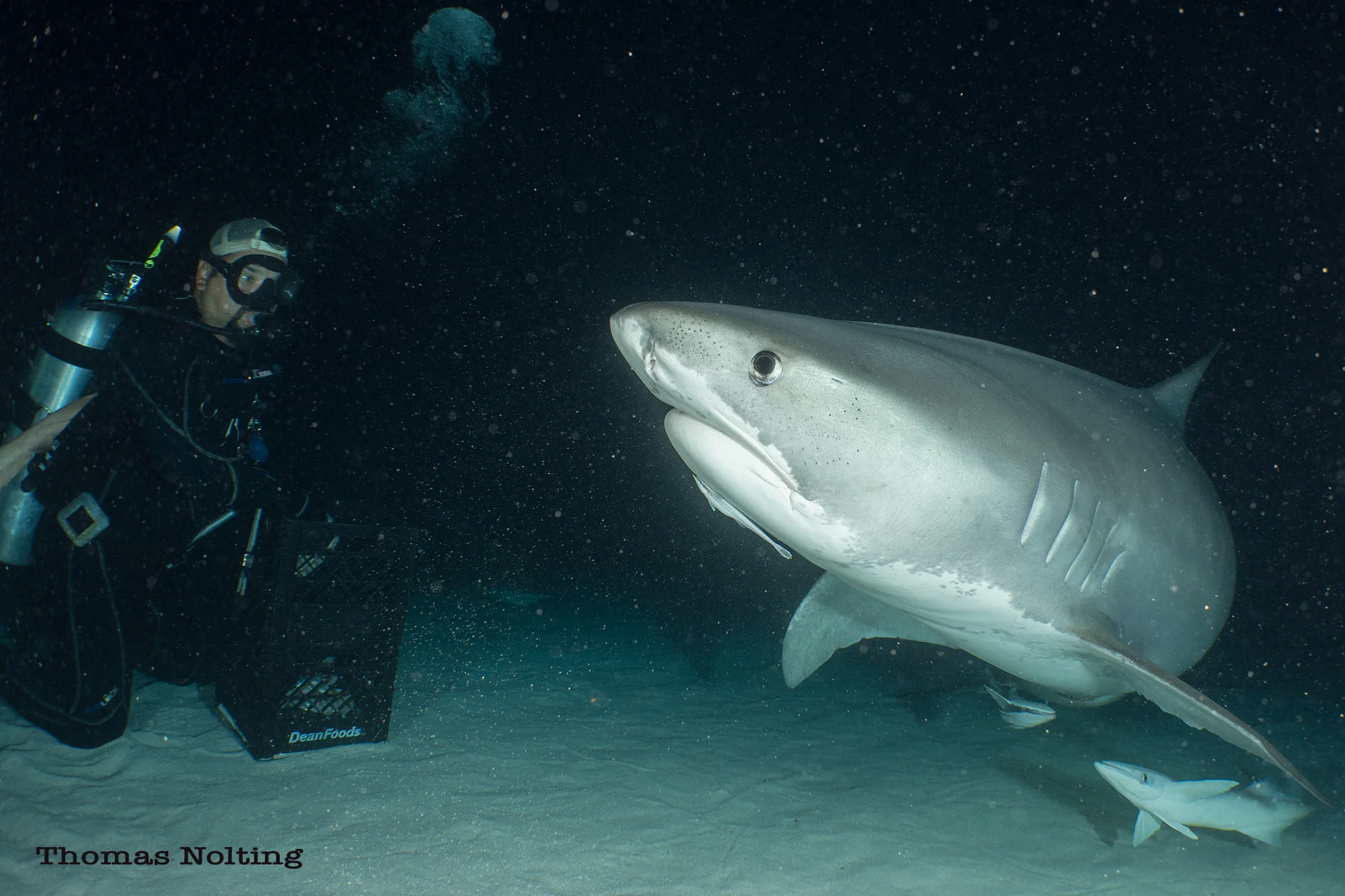 Image by Thomas Nolting