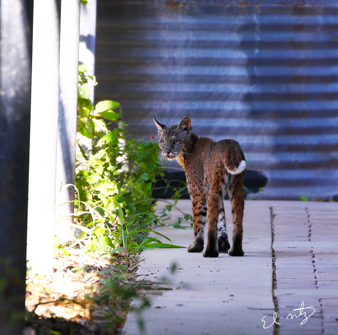 bobcat.jpg