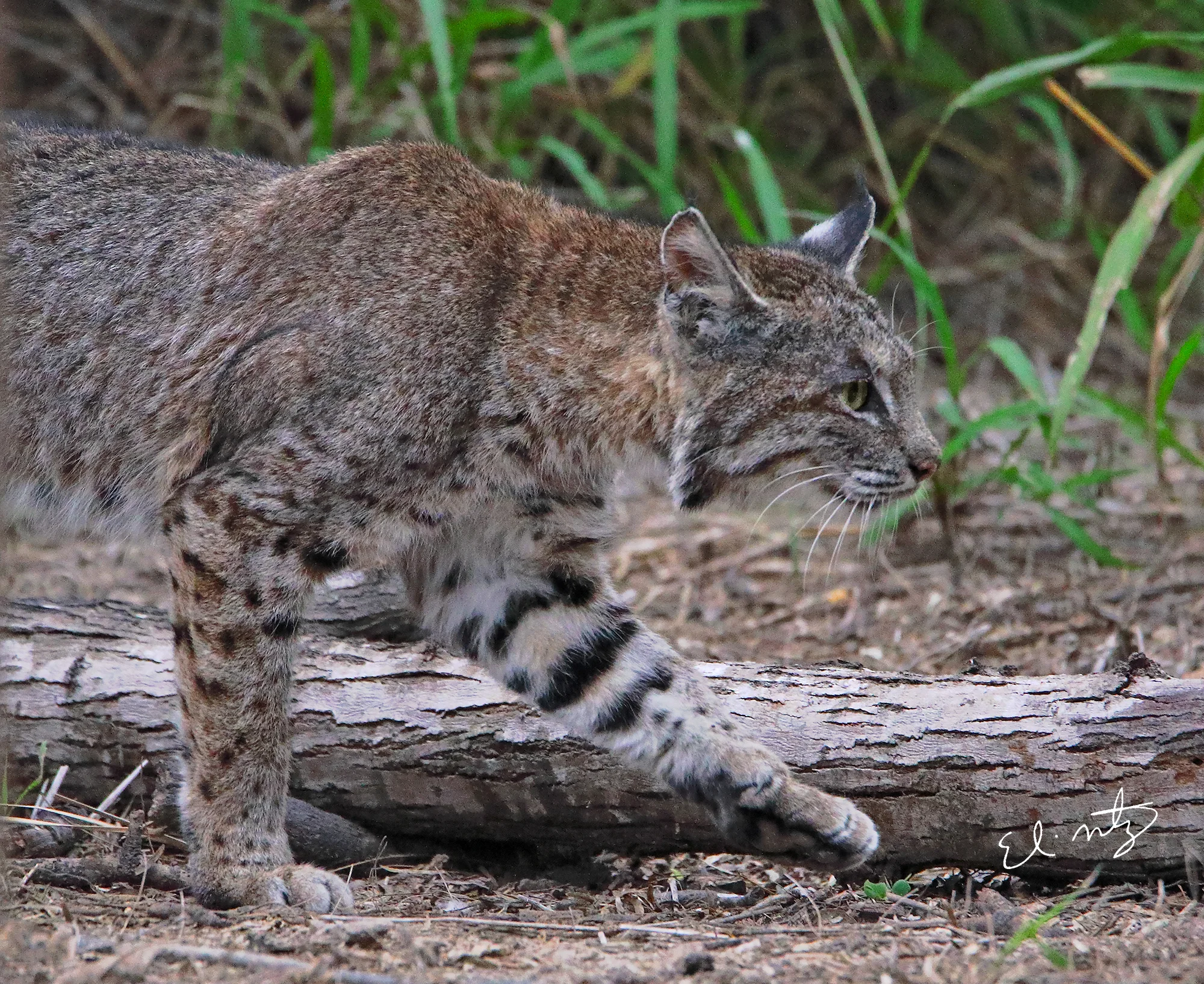 bobcat 6.jpg