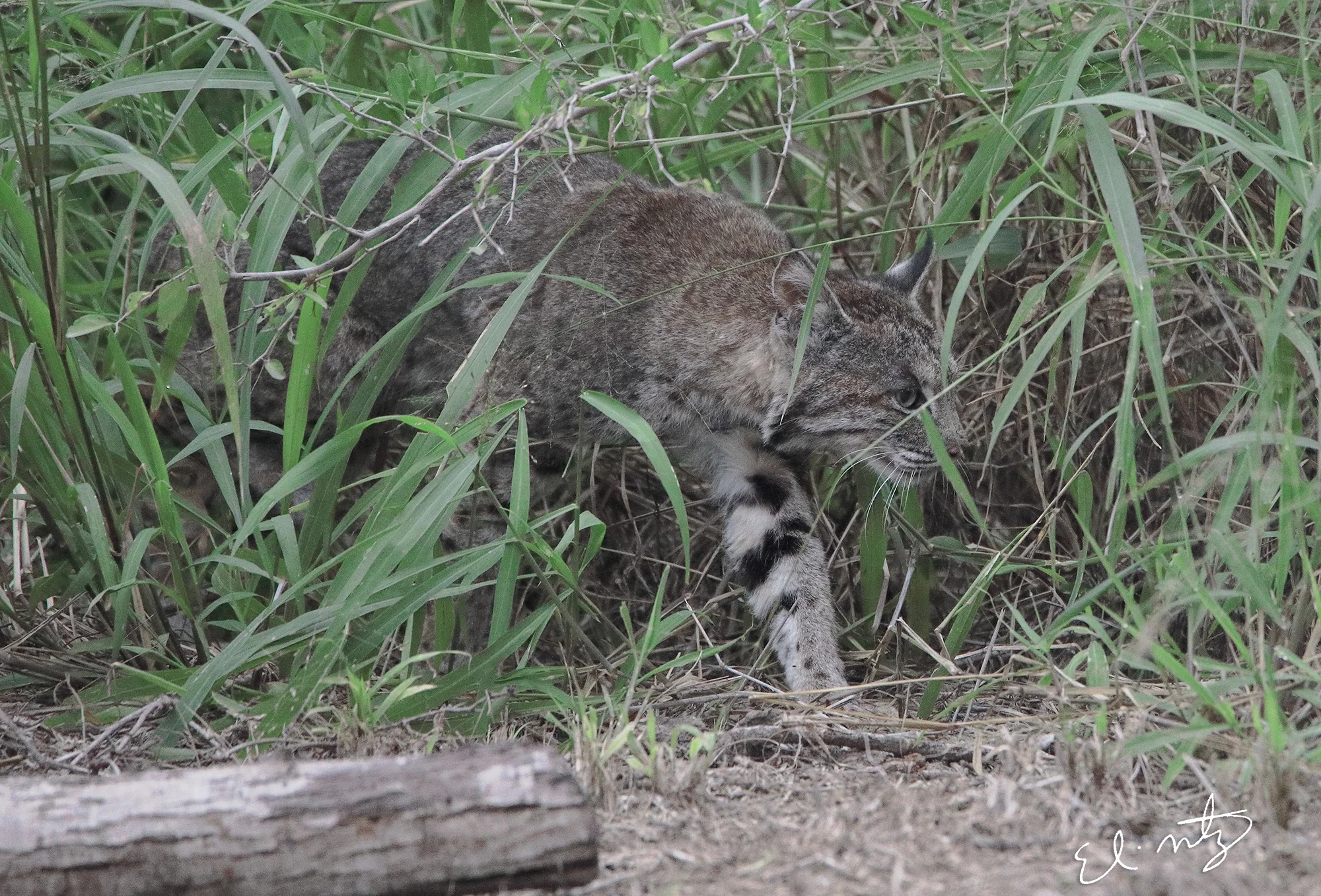bobcat 5.jpg