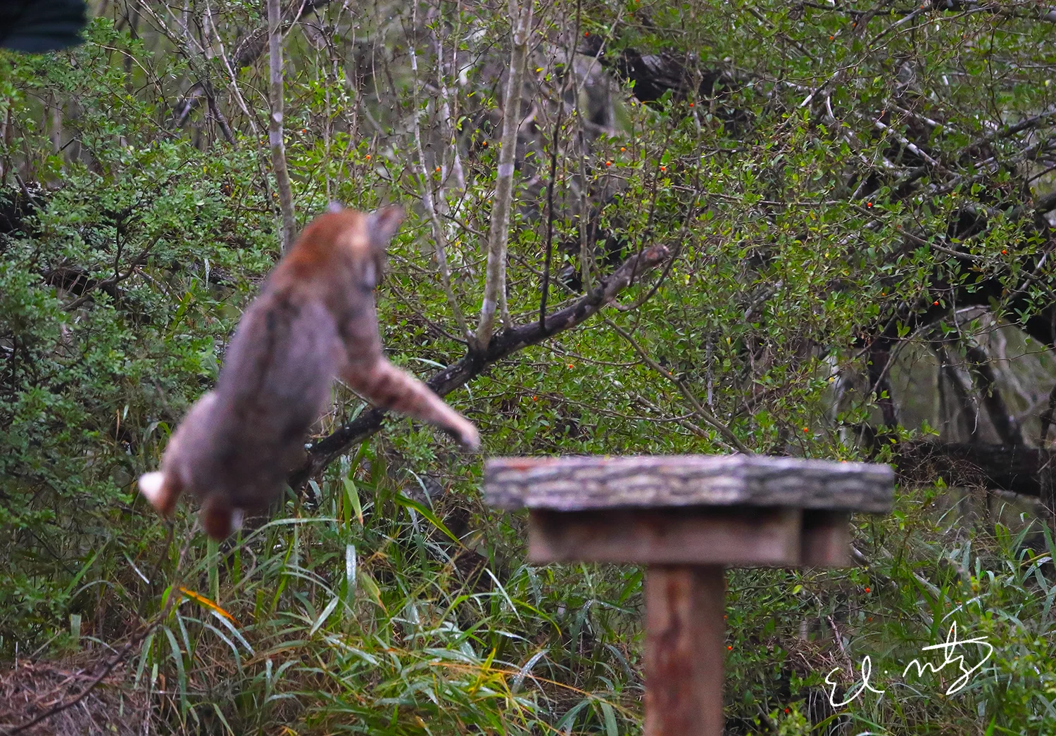 Bad image of the cats failed attempt at feeder birds