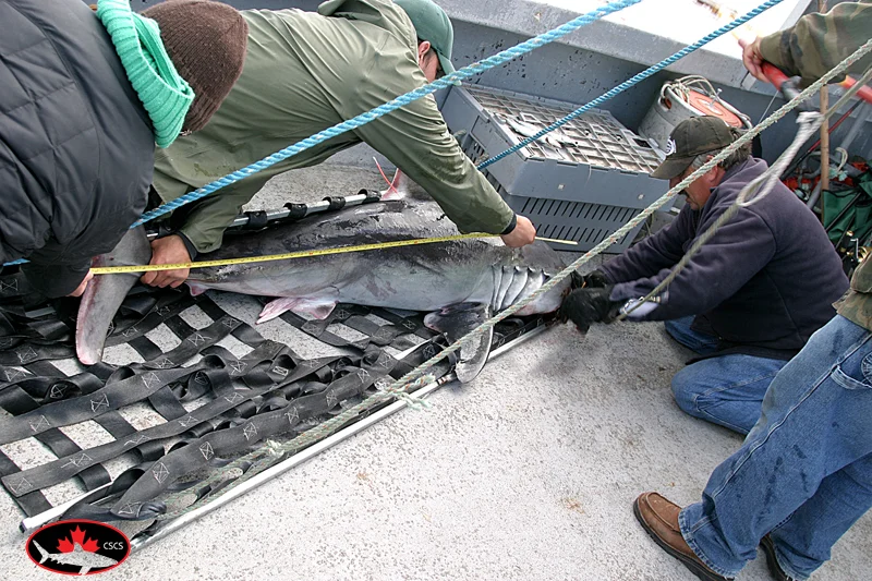 Our work with sharks has varied through the years, from assisting with shark research, to documenting new and learned shark behaviors on our expeditions. In this image, a Porbeagle shark is getting fitted with a satellite tag in the Bay of Fundy, Canada. We organized two expeditions that helped the Canadian Shark Conservation Society , learn more about this threatened species in the Bay of Fundy. Nothing was known about these sharks here, and the first two sat tags were deployed during these trips. The information from the tags proved that these sharks left the Bay, exposing them to commercial fishermen, and that more protection was needed to protect this vulnerable species.