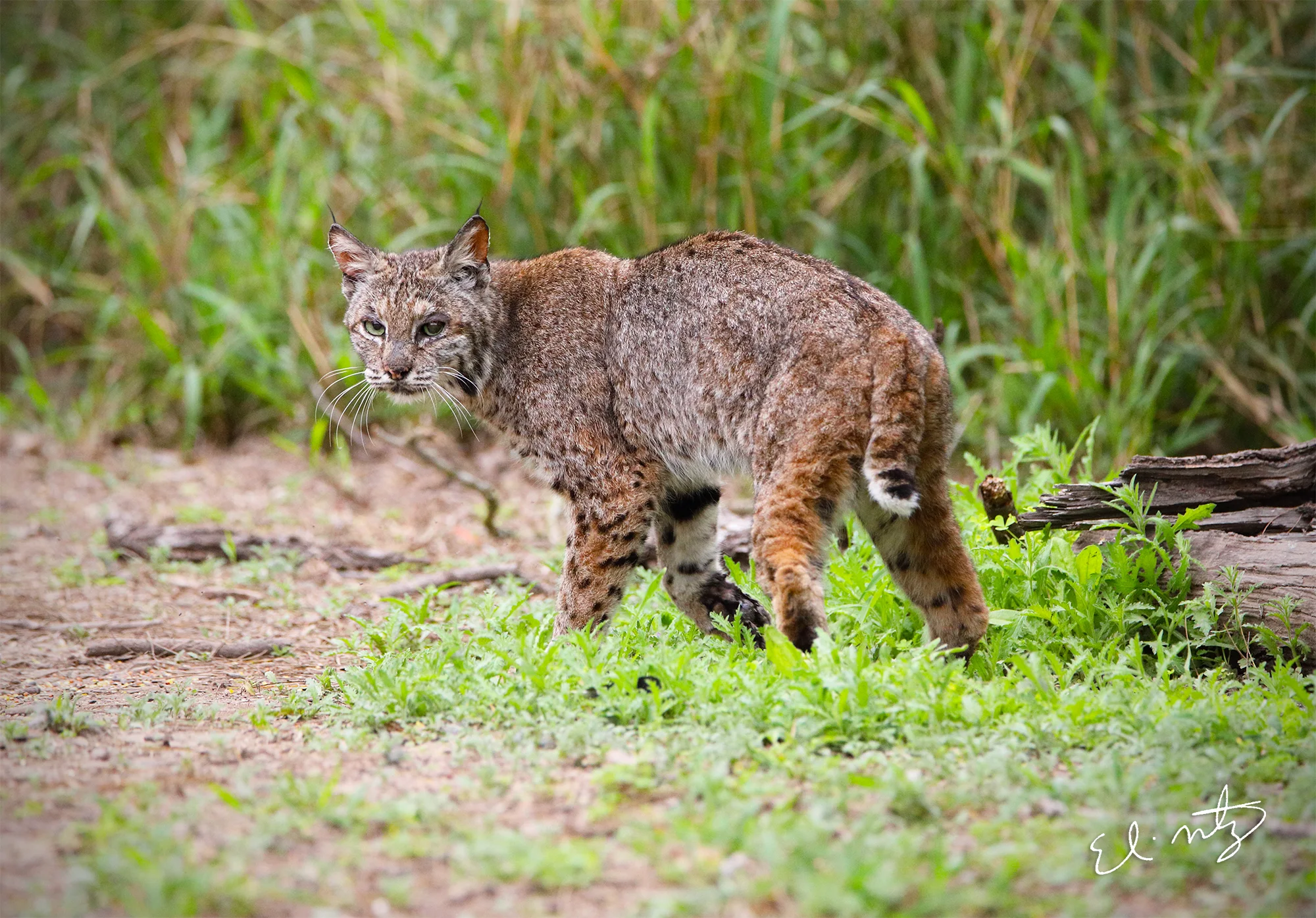 bobcat 6.jpg