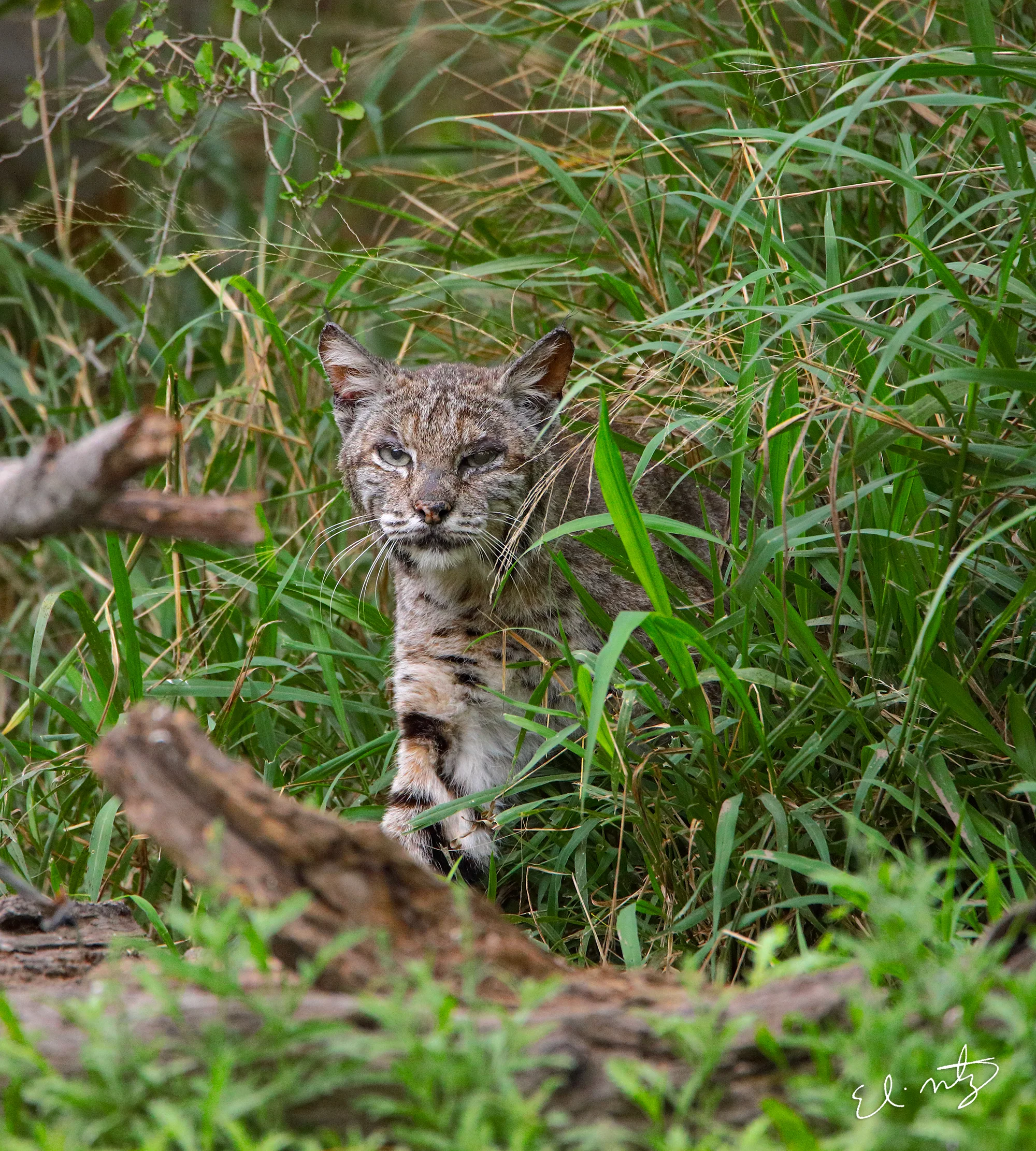 bobcats 4.jpg