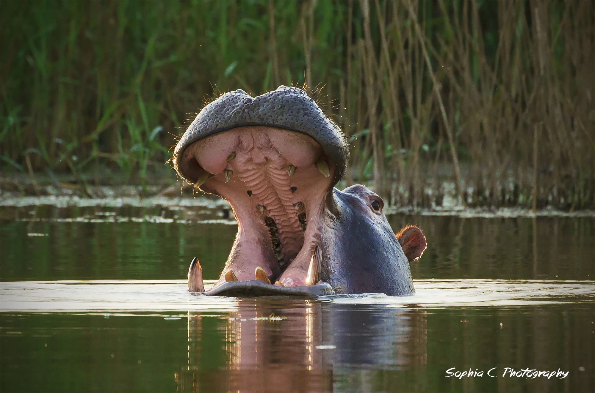 hippo 2.jpg