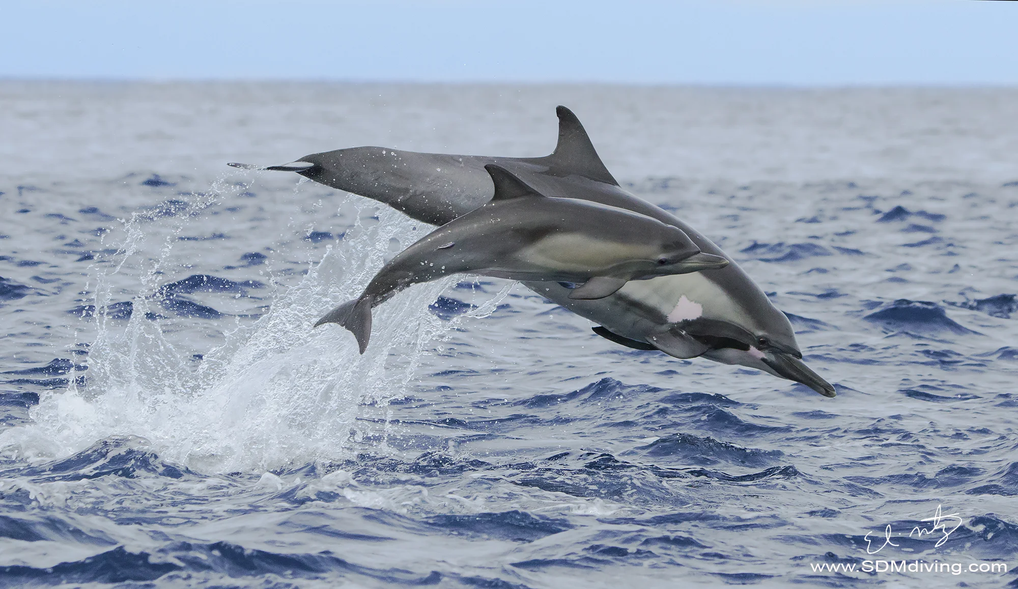 dolphins porposing.jpg