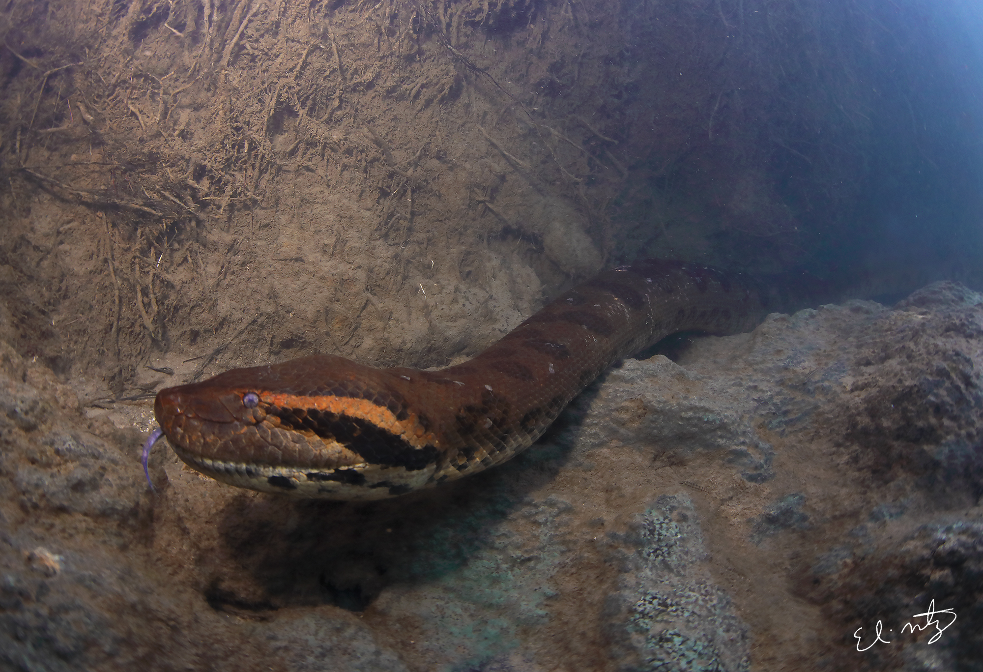 anaconda 10.jpg