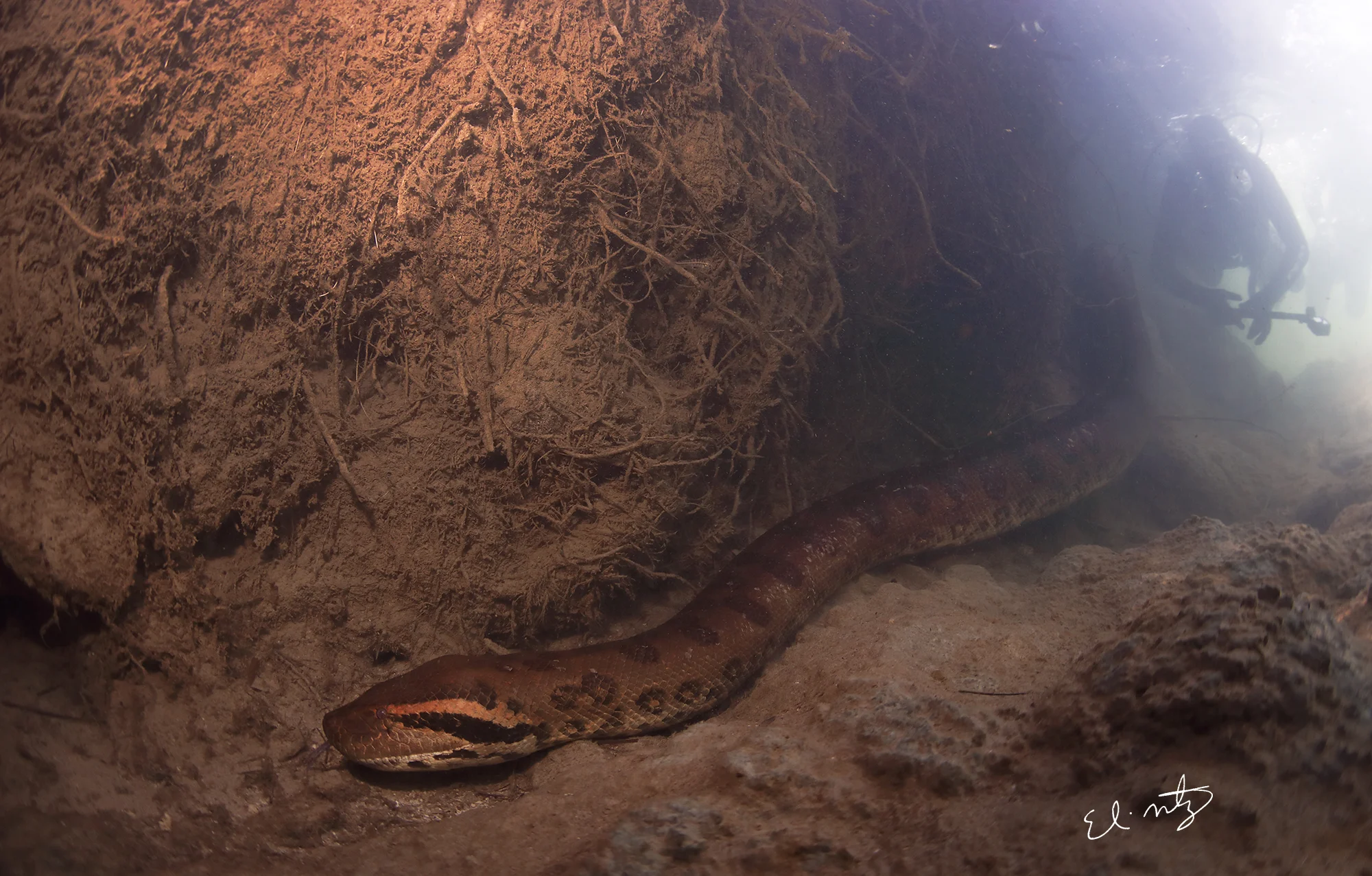 anaconda 8.jpg