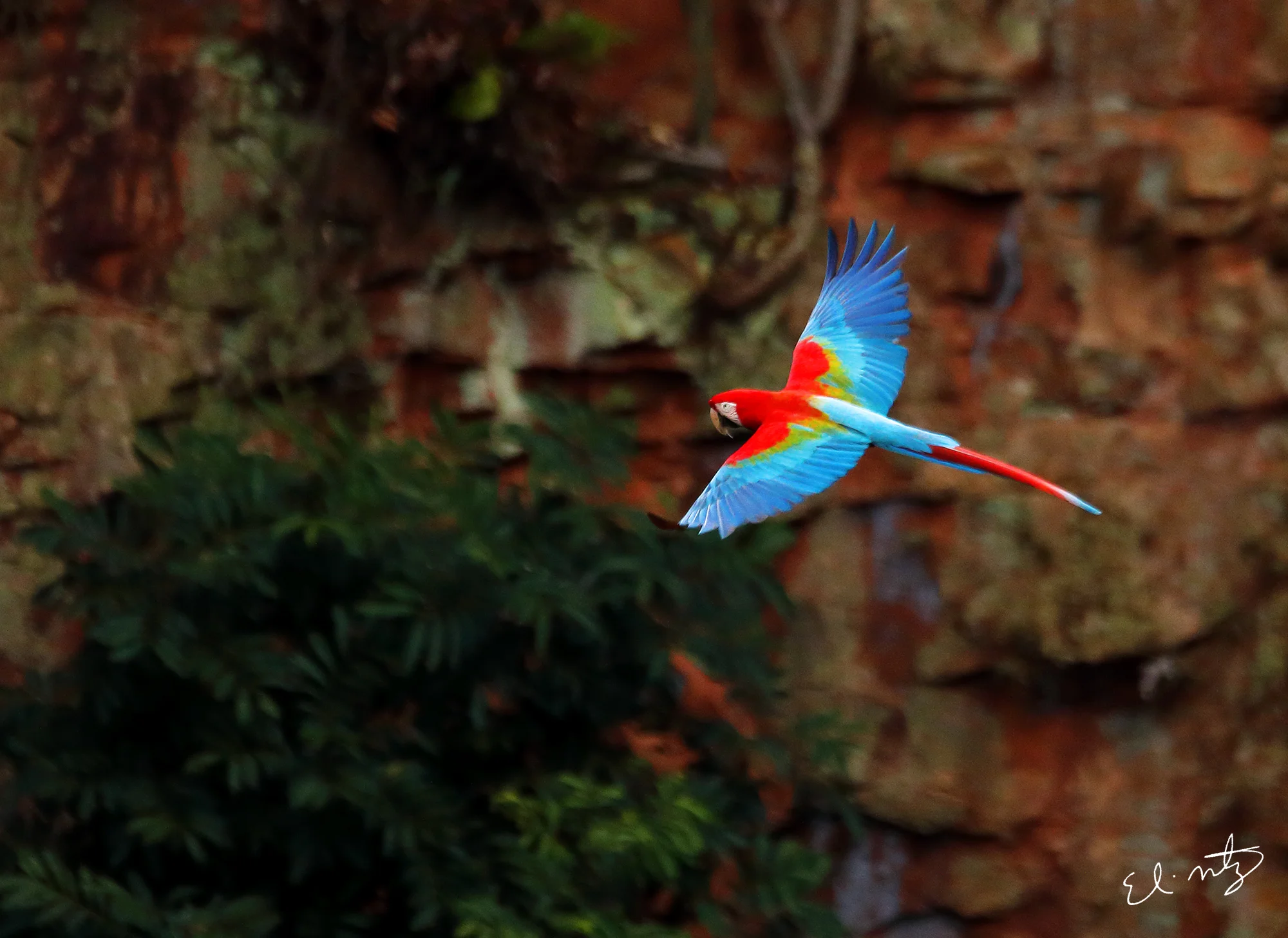 macaw.jpg