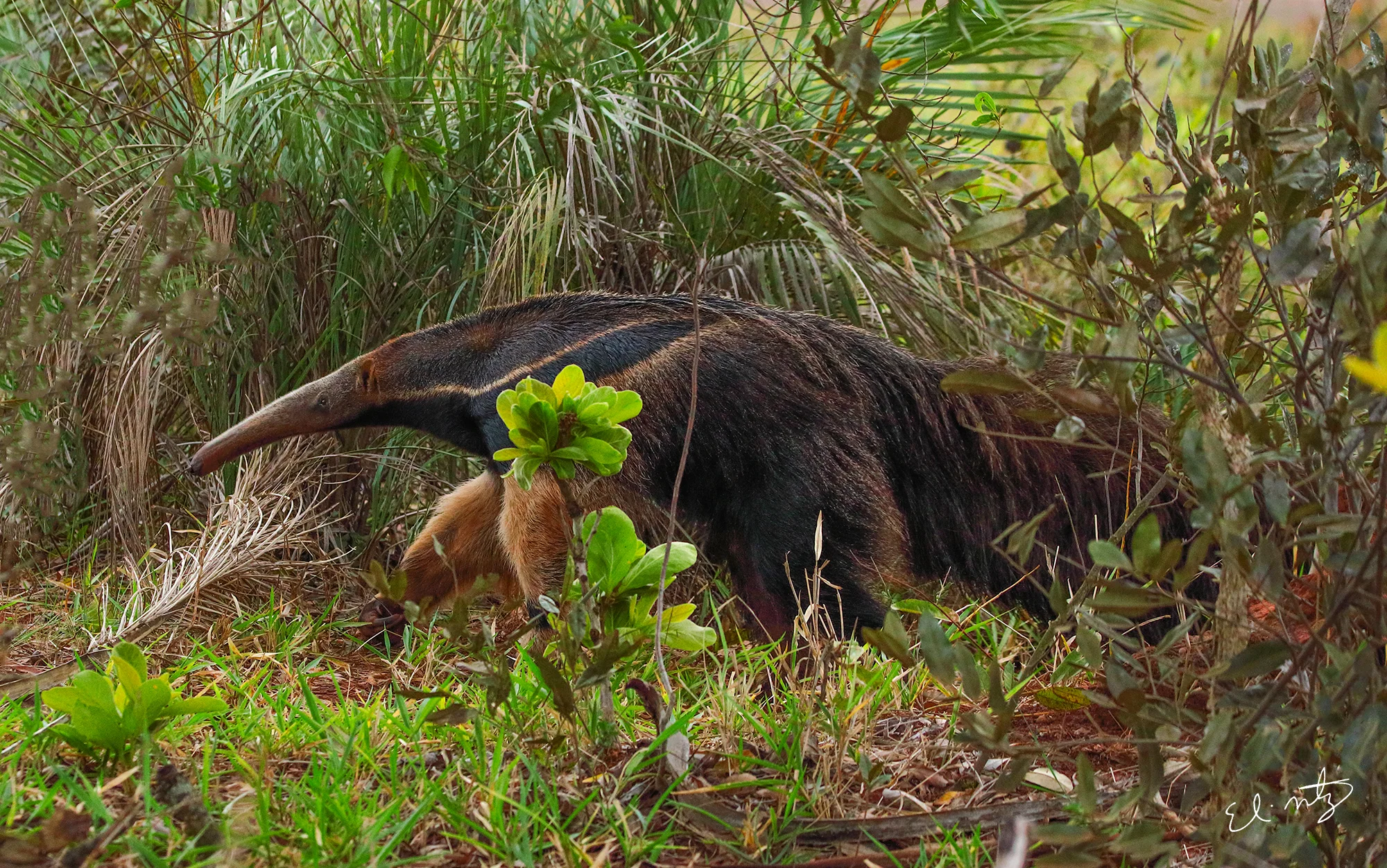 Giant Anteaters.
