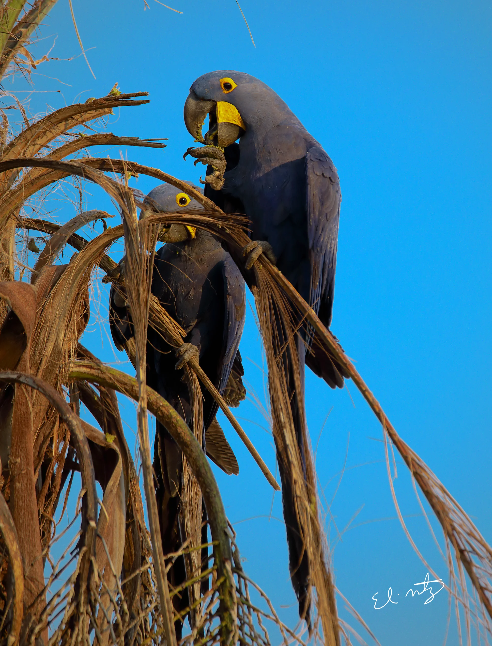 parrots 3.jpg