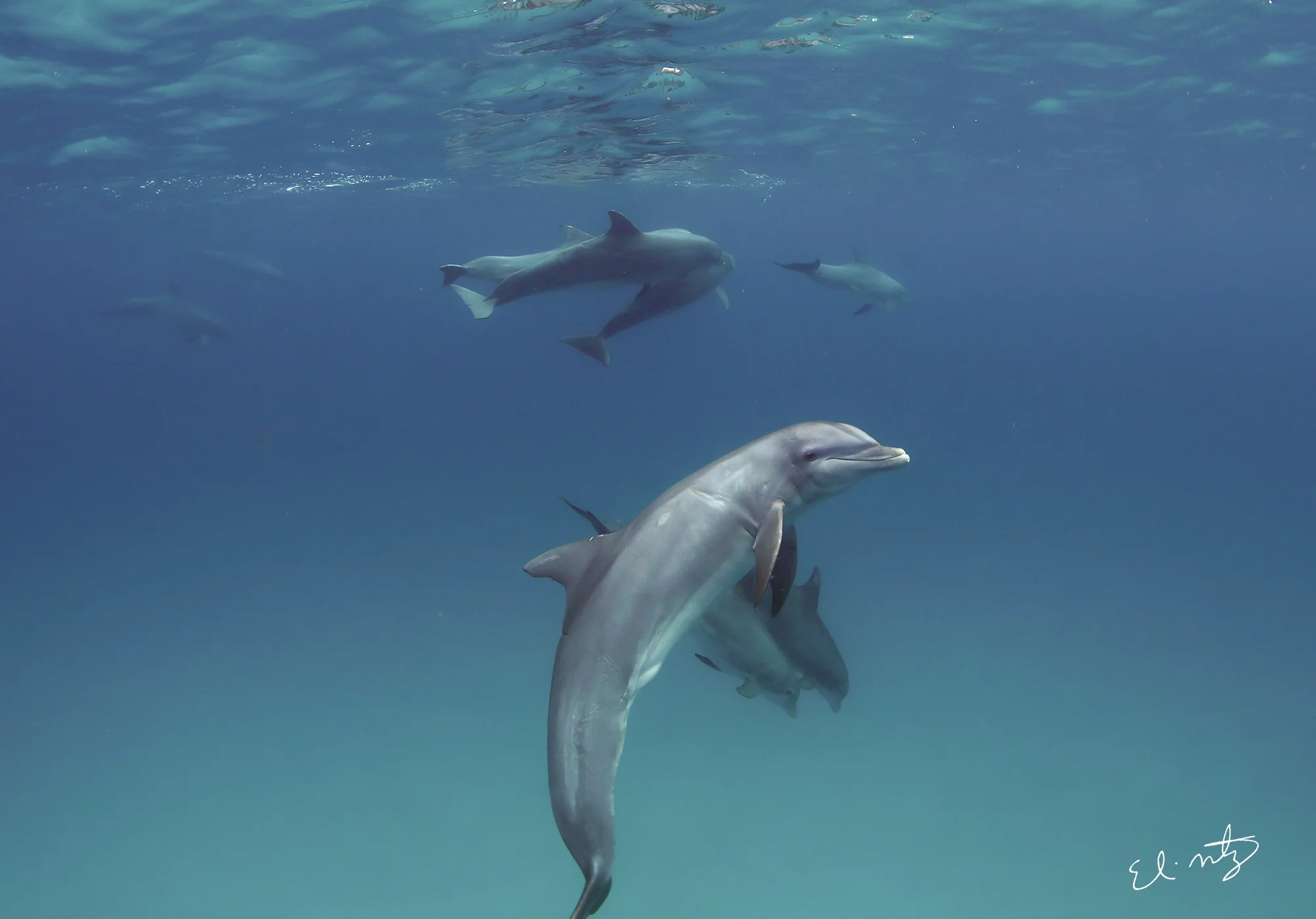dolphins 3.jpg