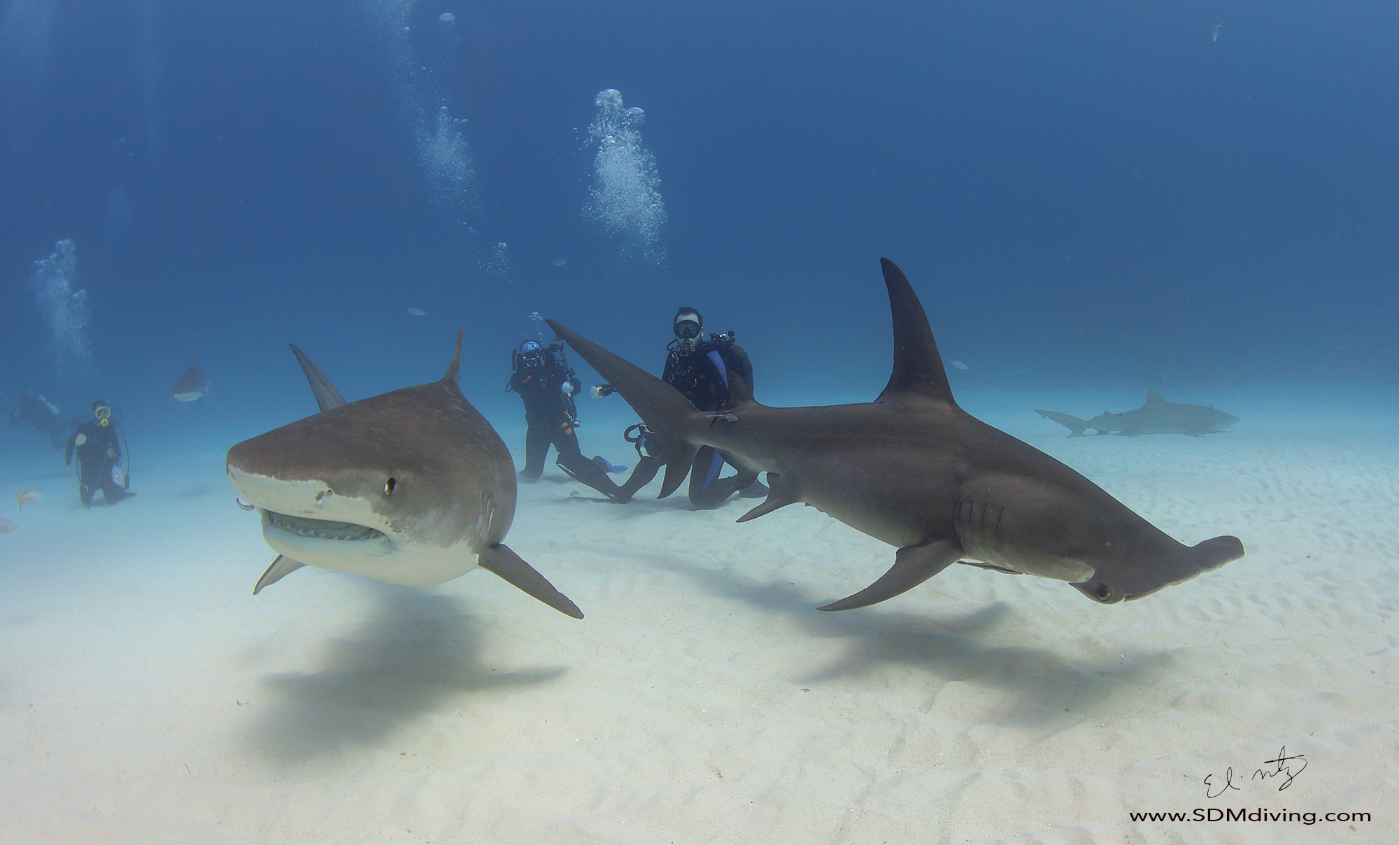 tiger beach diving 15.jpg
