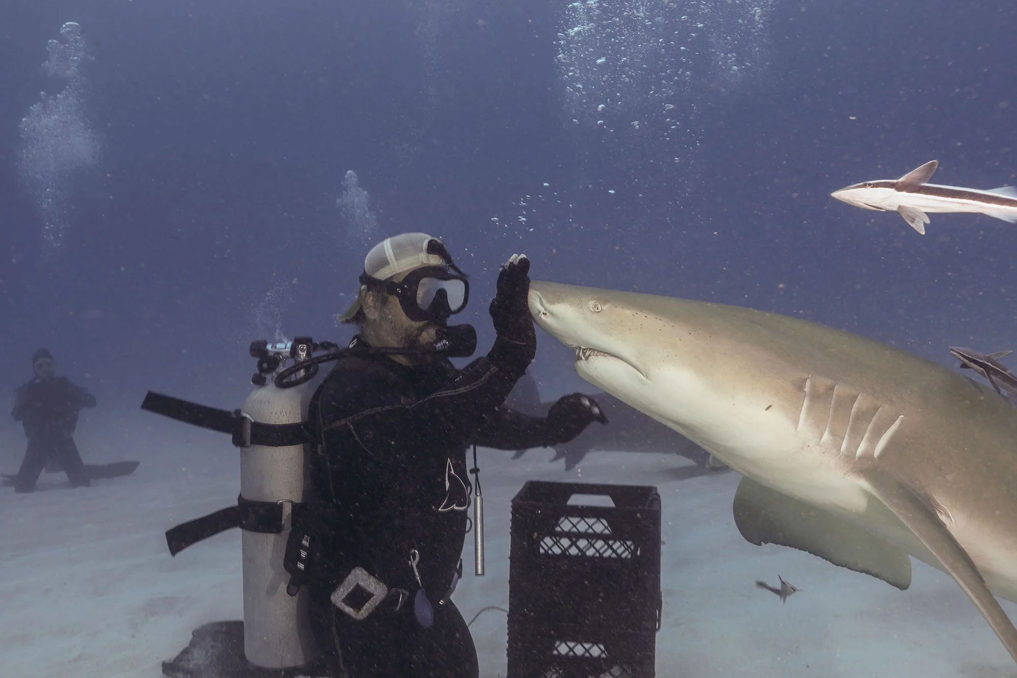 lemon shark.jpg
