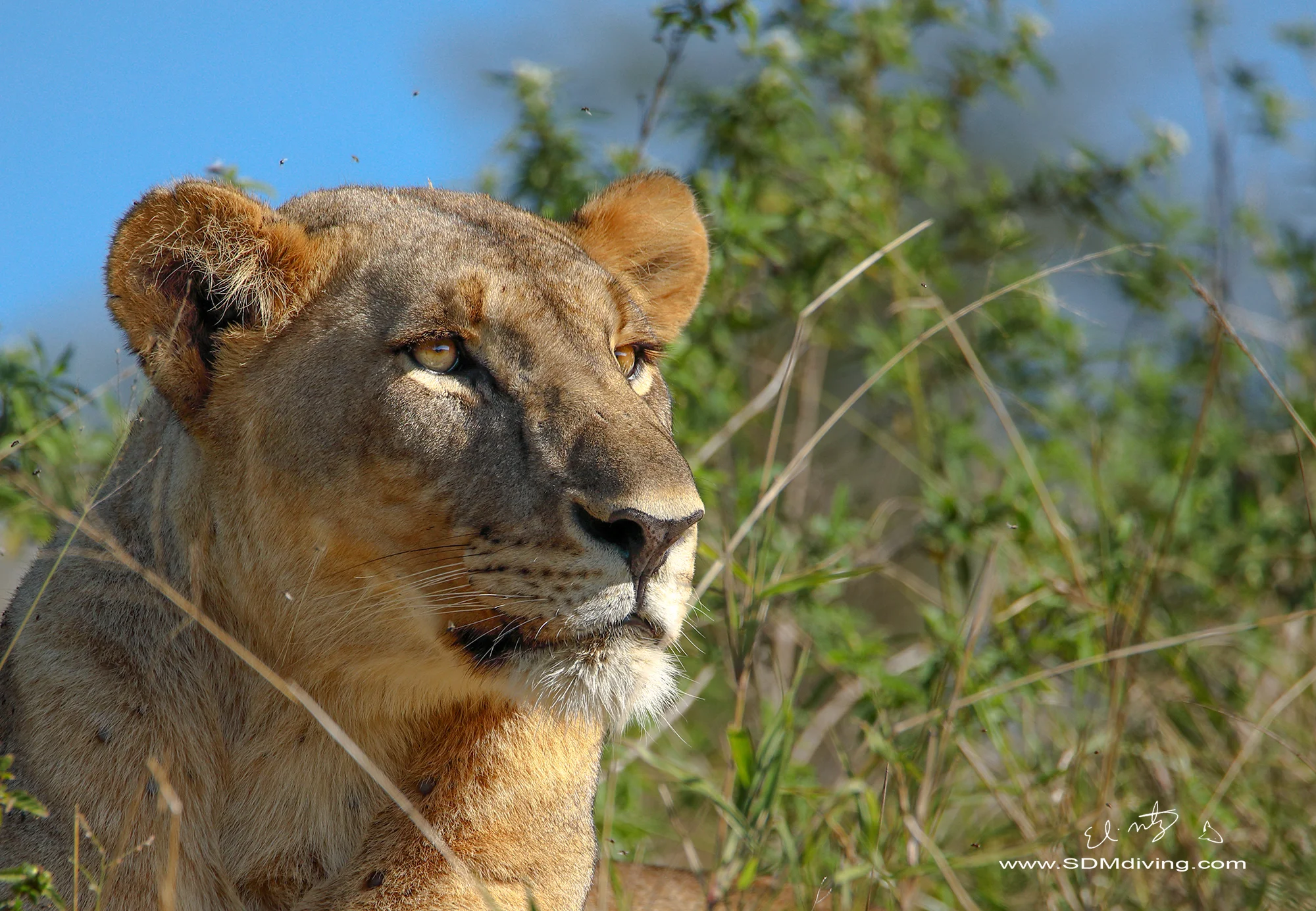 lioness 10.jpg