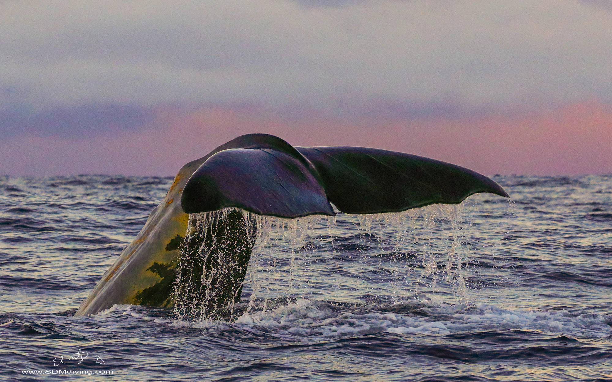 Sperm whale tail.