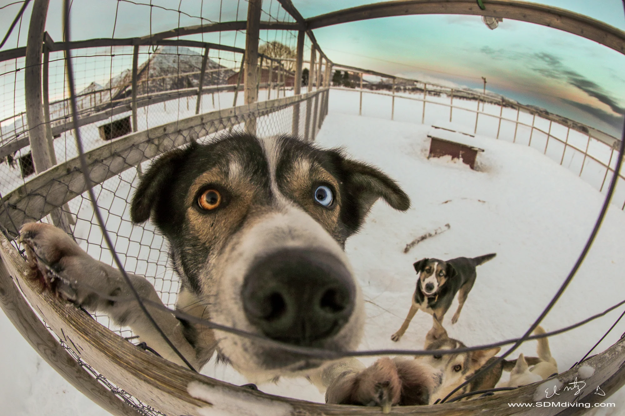 dog.jpg