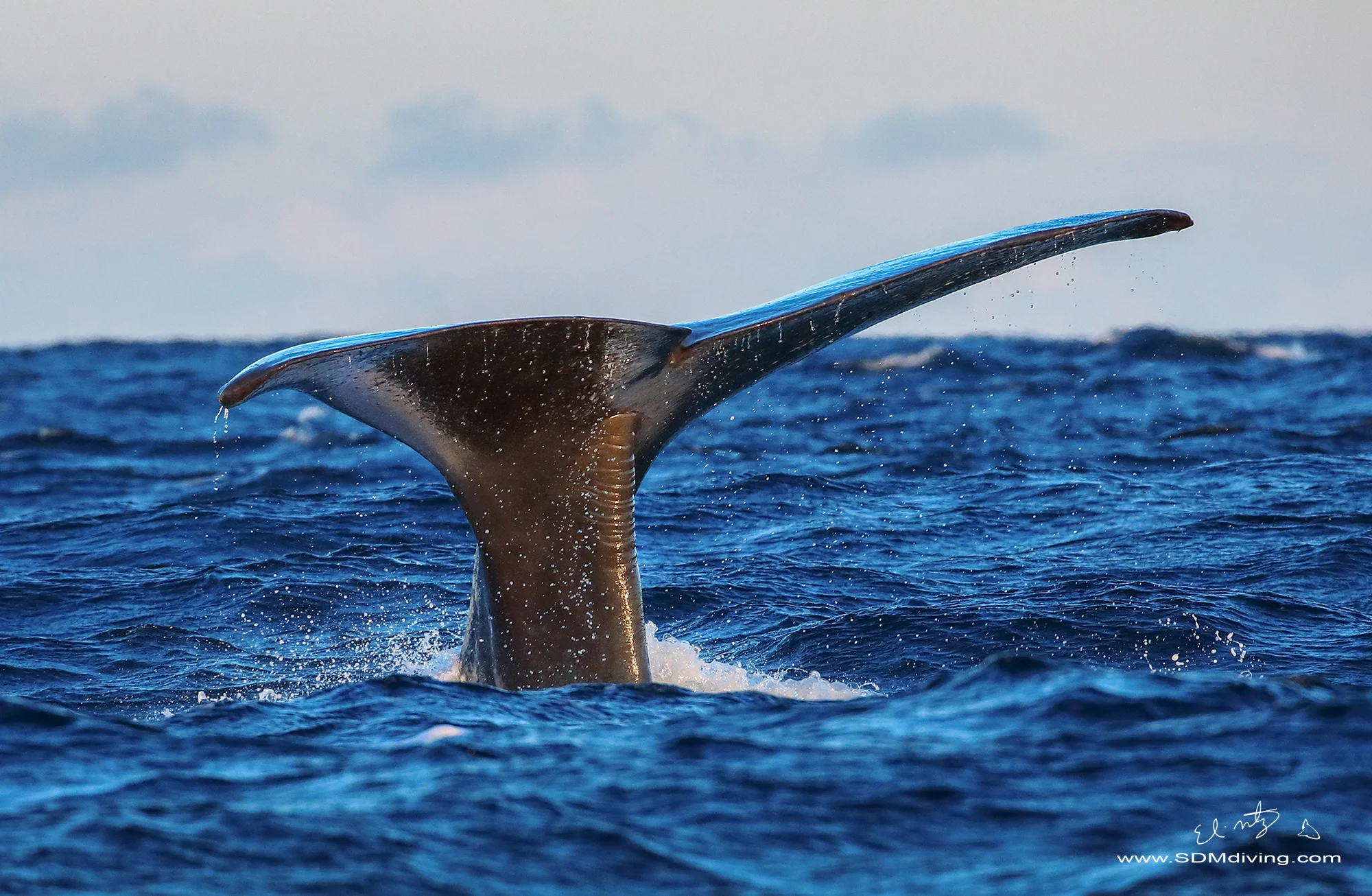 TAIL.jpg