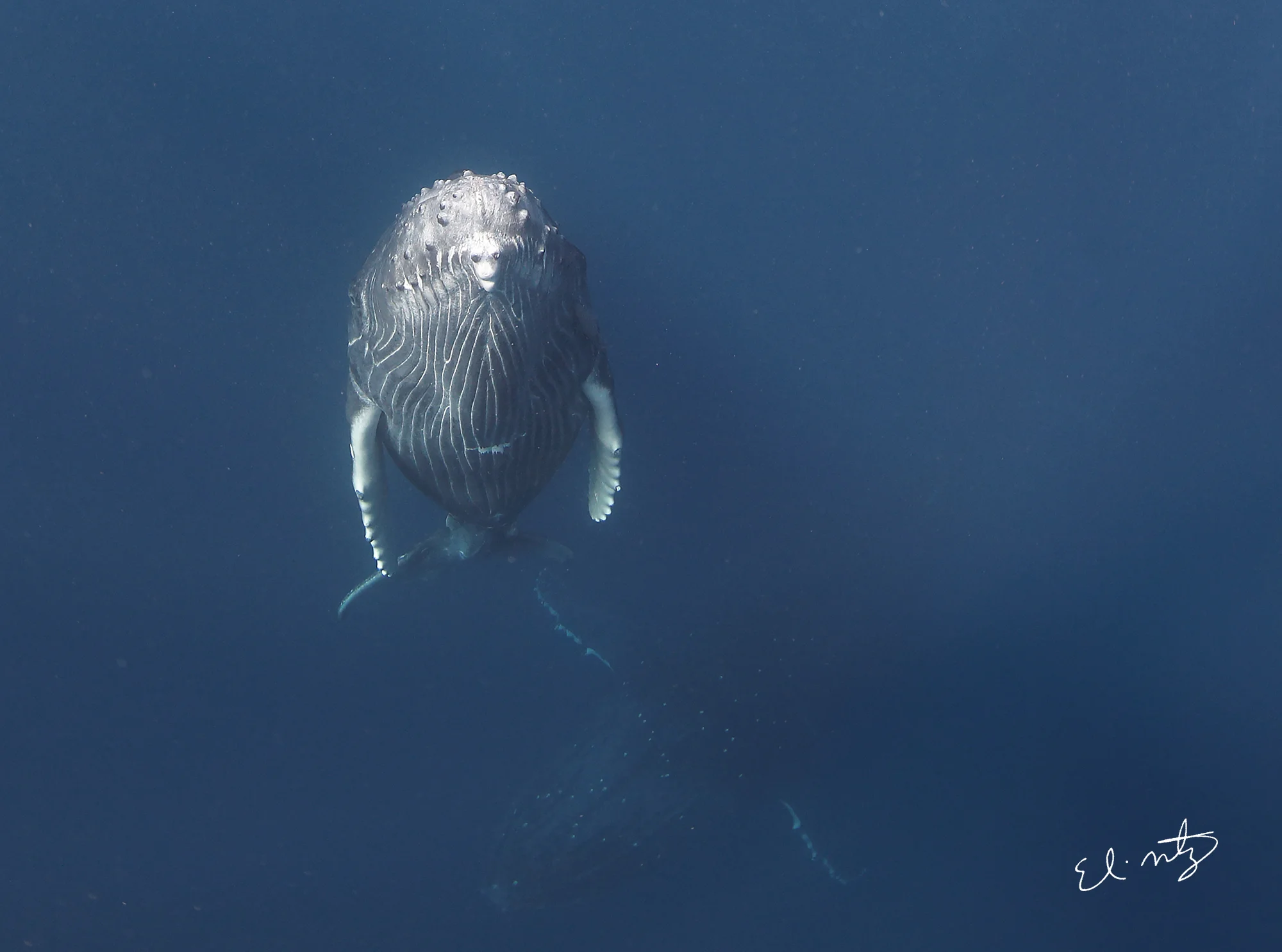Calf coming up from the depths for a breath of air.
