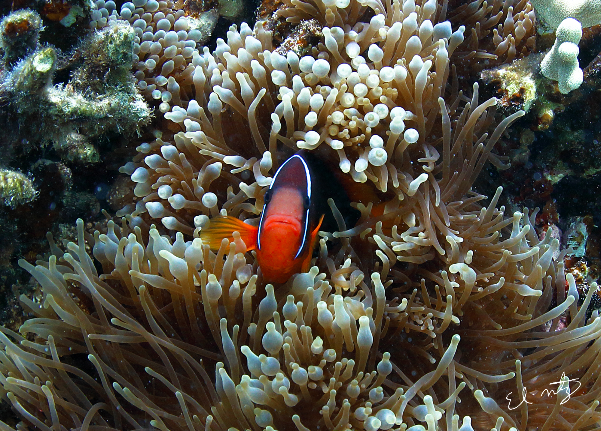 clownfish 2.jpg