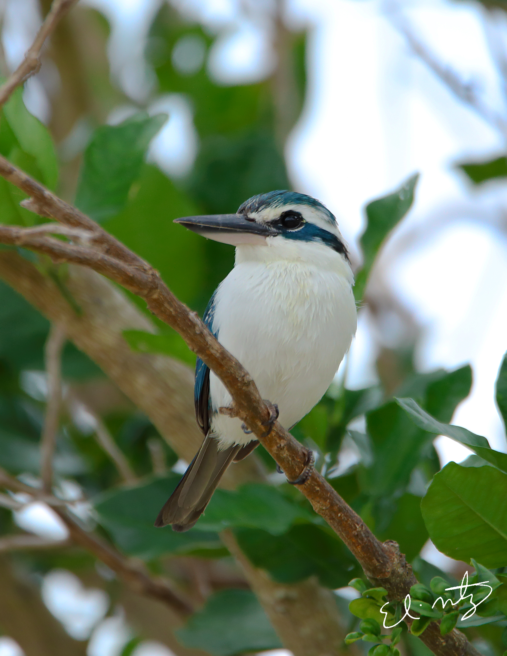 white collared kingfisher.jpg