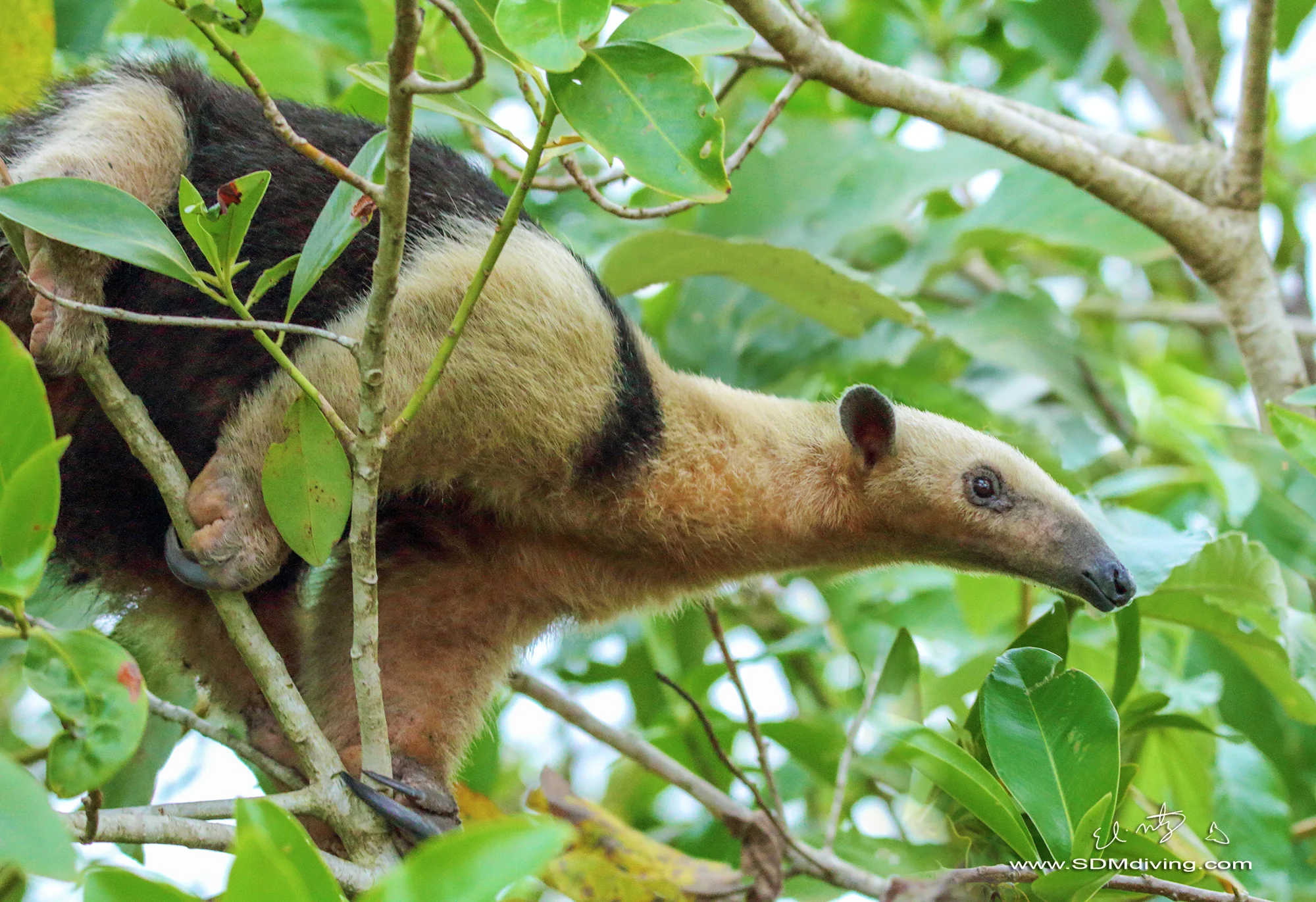 anteater 6 a.jpg