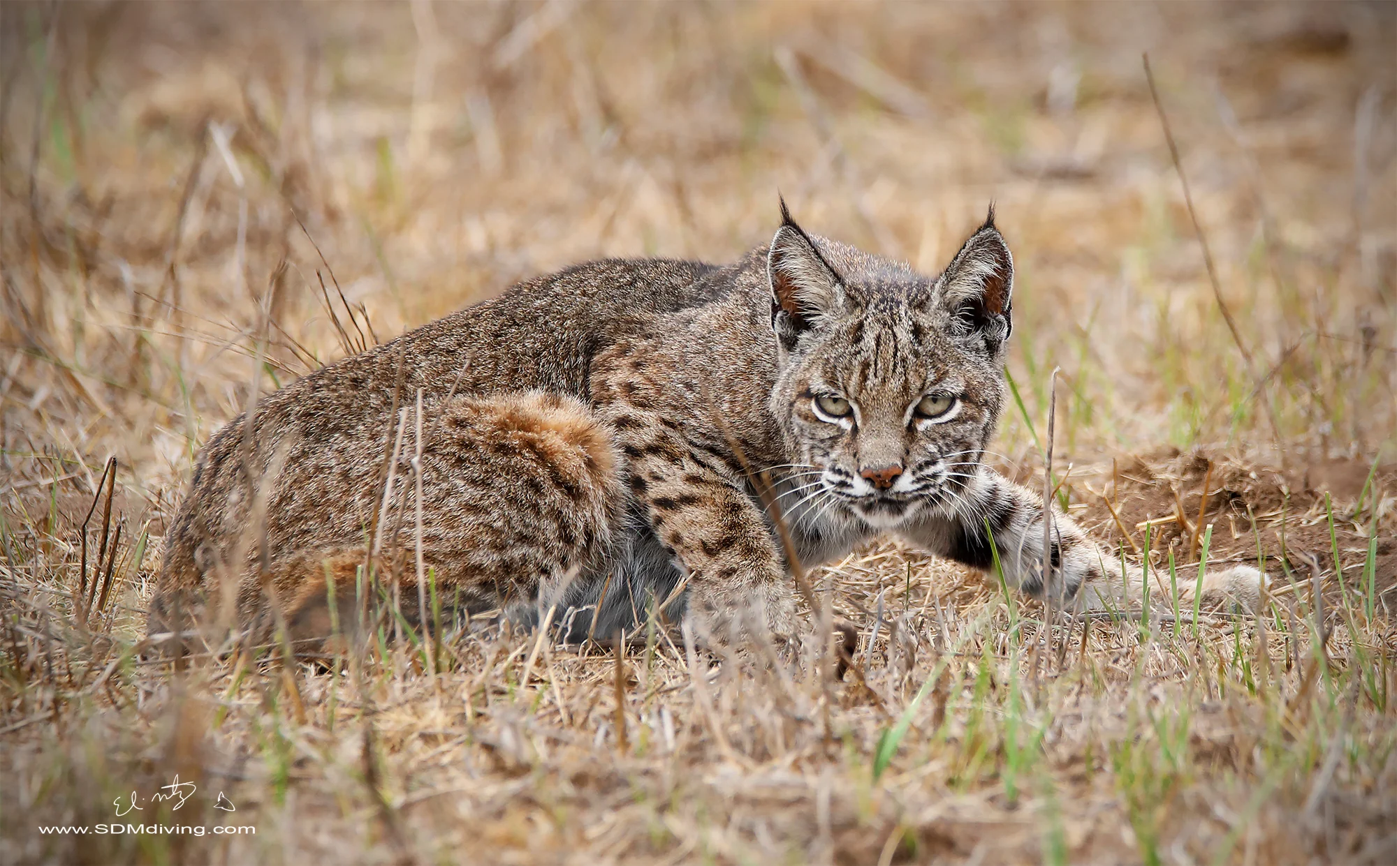 Images were captured with; Eli’s - Canon 5D, Mark4, with a Tamron 150-600mm Sophia’s - Canon 7D, with a Canon 100-400mm Maritza’s - Canon 7D, with a Canon 70-200mm
